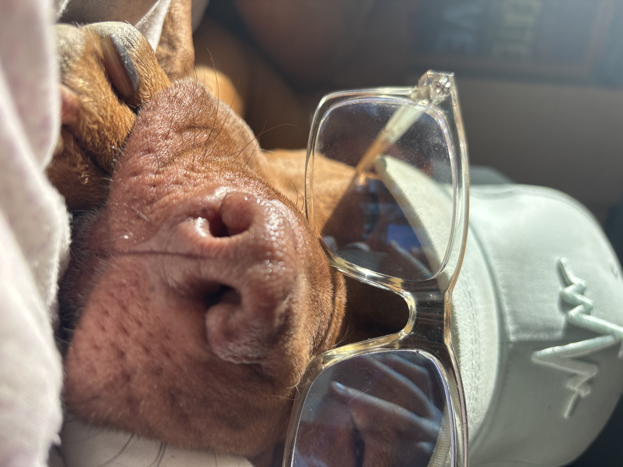 The image shows a close-up of a reddish-brown dog's face resting next to a pair of clear-framed eyeglasses and a white baseball cap. The dog's nose is prominent in the foreground, with visible details of its texture and coloring. The eyeglasses sit at an angle, partially obscuring the dog's face. The white baseball cap, adorned with an embroidered design resembling an electrocardiogram (EKG) or similar line graphic, is situated next to the glasses. The setting appears to be indoors, possibly a car or resting place, with natural light illuminating the scene. The image does not provide any geographic clues that can specify a location in Sofia, Bulgaria.