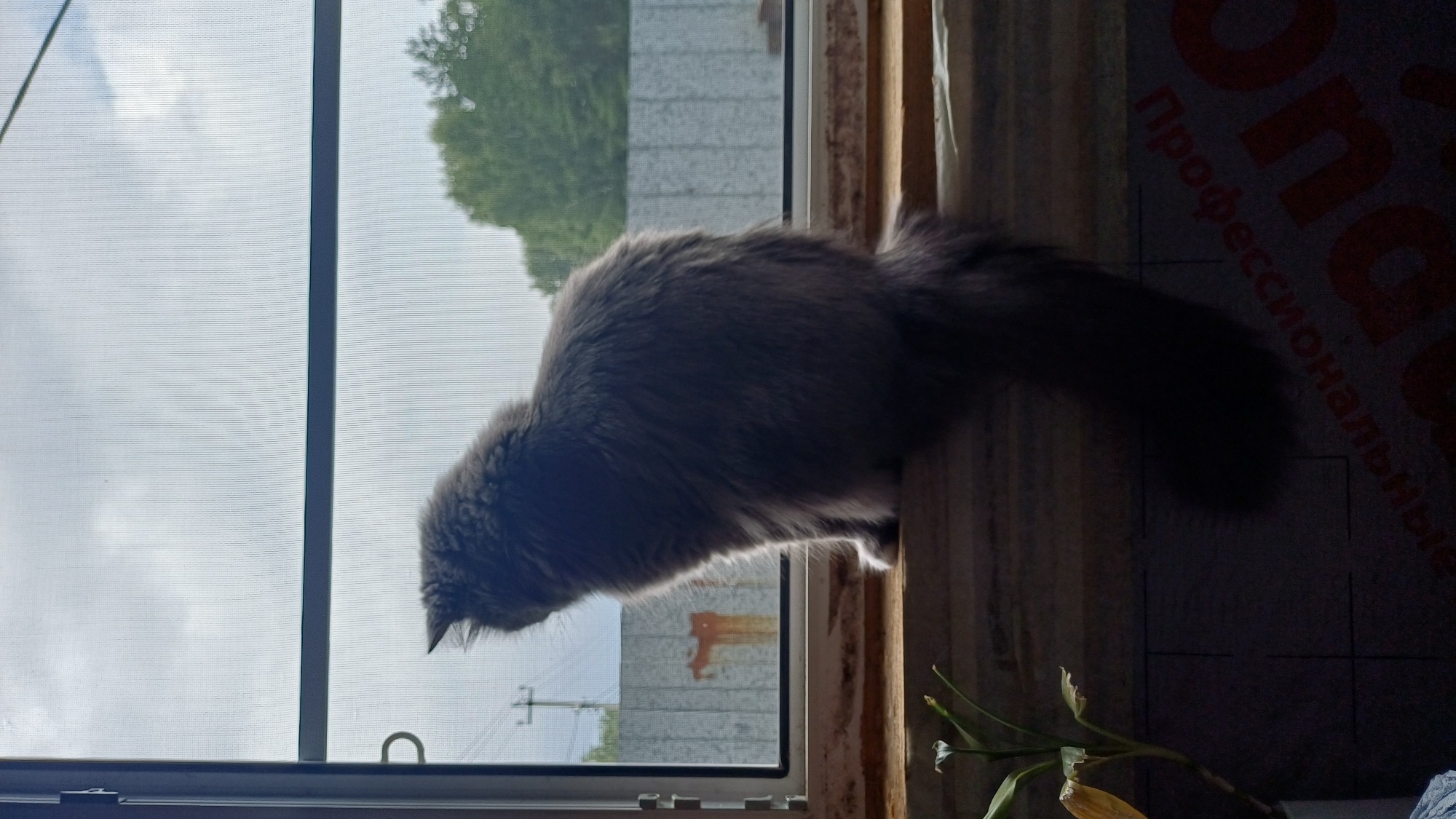 A medium shot shows a fluffy gray cat sitting on a wooden ledge, looking out a window at Timokhovo, Russia. The cat is facing away from the camera, with its back and tail visible. The window screen is slightly out of focus, and the sky outside is overcast with some clouds. Beyond the screen, a wooden fence and trees can be seen. The ledge the cat is sitting on appears to be unfinished, with visible wood grain and some debris. Below the ledge, a dark, textured surface with some writing is visible. A small plant with green and yellow leaves is on the left side of the ledge, near the cat's paws. The lighting suggests it is daytime, possibly late afternoon, given the somewhat dim conditions and the shadows cast.
