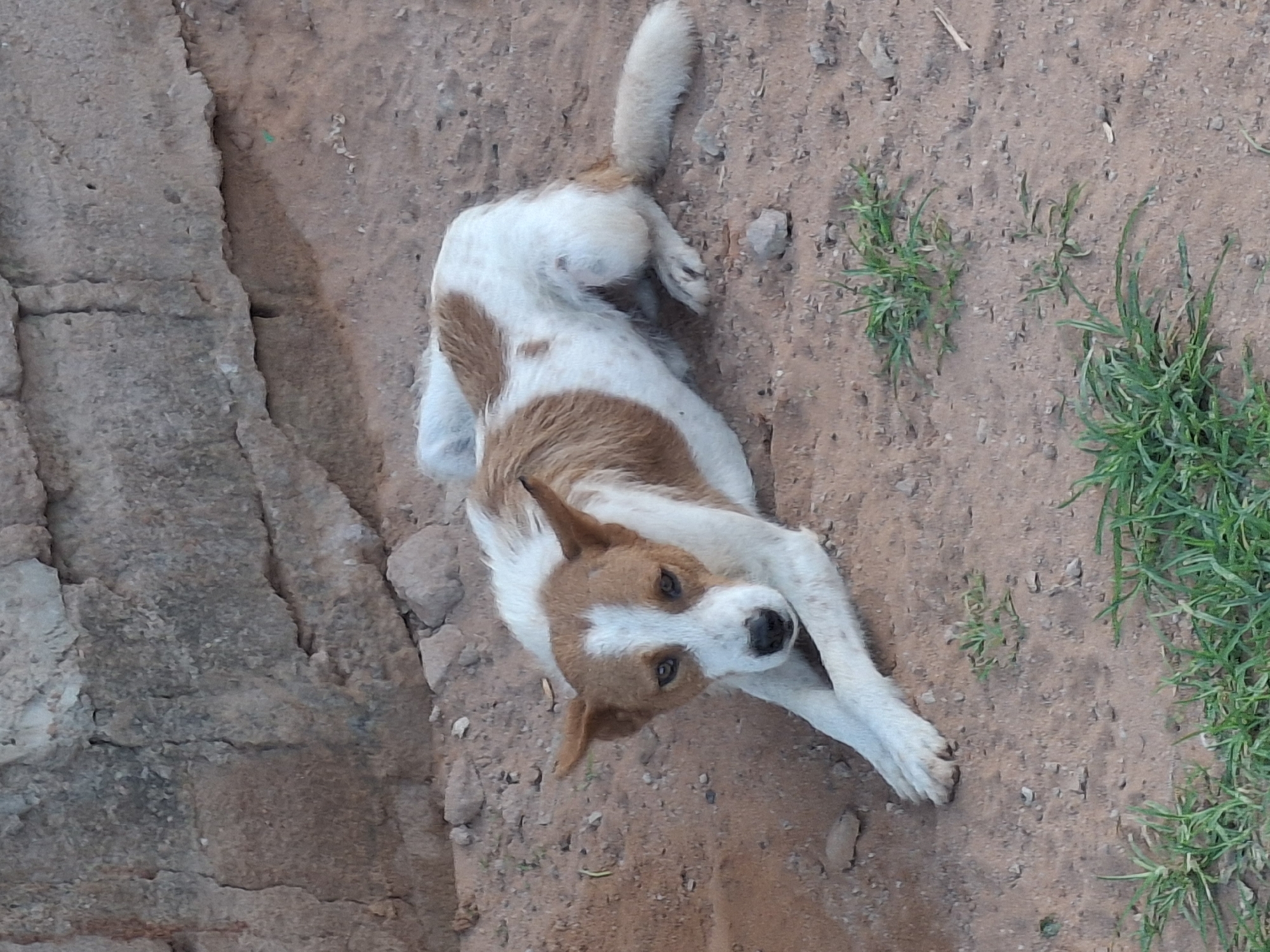 In Tumfure, Nigeria, a medium-sized dog with white and brown fur lies on sandy ground near a rough stone wall. The dog is resting on its side, with its front legs extended forward. Its ears are pointed upwards, and its eyes are looking towards the camera with a seemingly sad or tired expression. The fur on its head has a white marking in the shape of a heart. Patches of green grass are visible scattered on the ground around the dog. The background consists of a weathered, uneven stone wall made of irregularly shaped stones and mortar. The lighting suggests it is daytime, with soft shadows indicating an overcast sky or late afternoon sun.