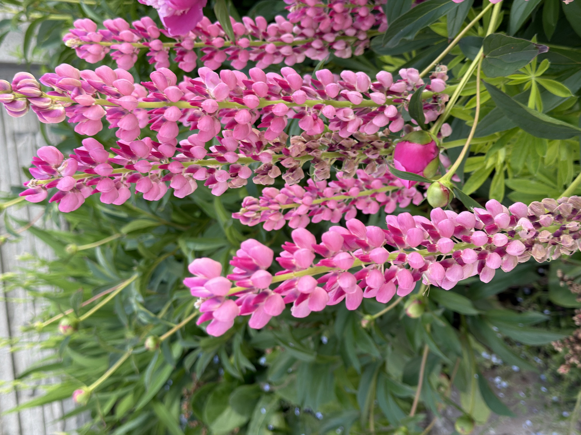 The image displays a close-up, vertical shot of a vibrant garden scene in an unknown outdoor location. The primary subjects are multiple dense stalks of pink lupine flowers, centrally positioned and extending from the mid-ground towards the top and bottom of the frame. These lupine inflorescences feature numerous individual pea-like florets, predominantly bright pink with darker magenta or reddish-pink accents, especially noticeable on the younger, unopened florets at the top of each spike. Some of the lower florets on the stalks appear to be past their prime, exhibiting a lighter, faded pink color and a slightly withered texture.
In the mid-ground and foreground, particularly to the lower right, several round, deep pink peony buds are visible on thick green stems. One partially open, vivid pink peony bloom is situated on the far right edge of the frame. The background consists of abundant, lush green foliage, with broad, dark green leaves from plants like peonies dominating. Towards the upper left background, a light-colored, out-of-focus wooden fence or wall with horizontal panels is discernible. Small, blurry blue specks, indicative of tiny blue flowers, can be faintly observed among the greenery in the mid-ground on the left side. The scene is illuminated by bright, diffused natural light, resulting in clear visibility and well-saturated colors without harsh shadows. No individuals or animals are present.