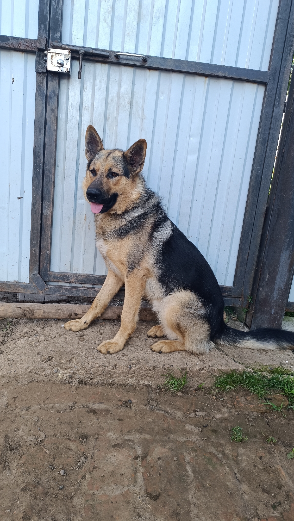 A German Shepherd dog sits on the ground in front of a corrugated metal fence. The dog is tan and black, with its tongue hanging out. The fence is white with vertical ridges. To the left of the dog is a wooden frame with a metal latch and lock. The ground is dirt and gravel. The image is taken from a slightly elevated angle. The location is not specified.