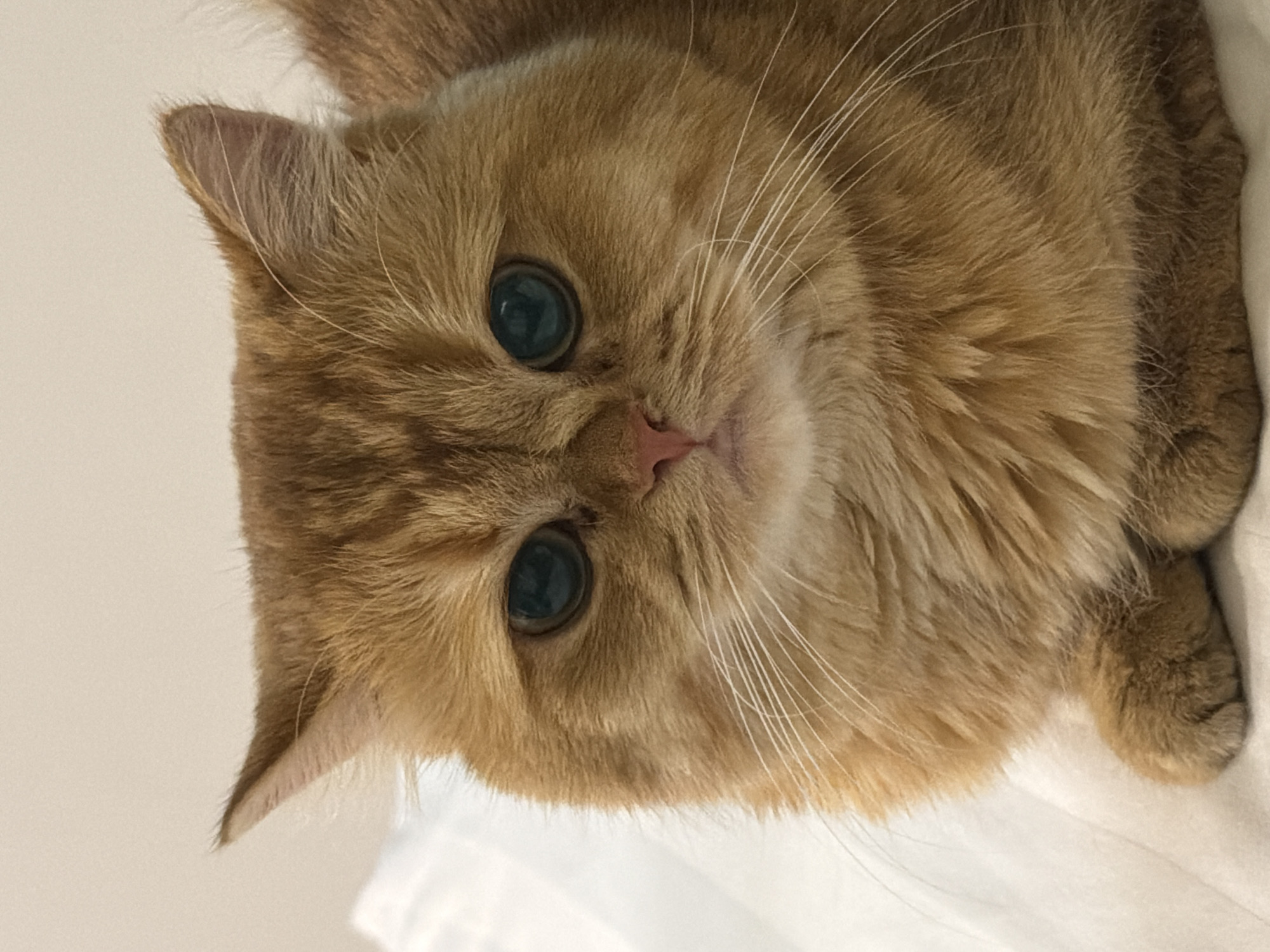 A close-up, eye-level studio portrait captures an orange tabby cat with large, round, teal-colored eyes. The cat is positioned centrally in the frame, with its head and upper body filling the image. Its fur is a mix of orange and lighter brown tones, appearing soft and fluffy. The cat's gaze is directed forward, toward the camera. Its nose is pink, and its white whiskers are prominent against its orange fur. The background is a plain, light-colored surface, possibly a bed or a piece of furniture. The lighting is soft and diffused, illuminating the cat's face. This image does not contain any information or context that would allow for its location in the city of Đà Nẵng, Vietnam.