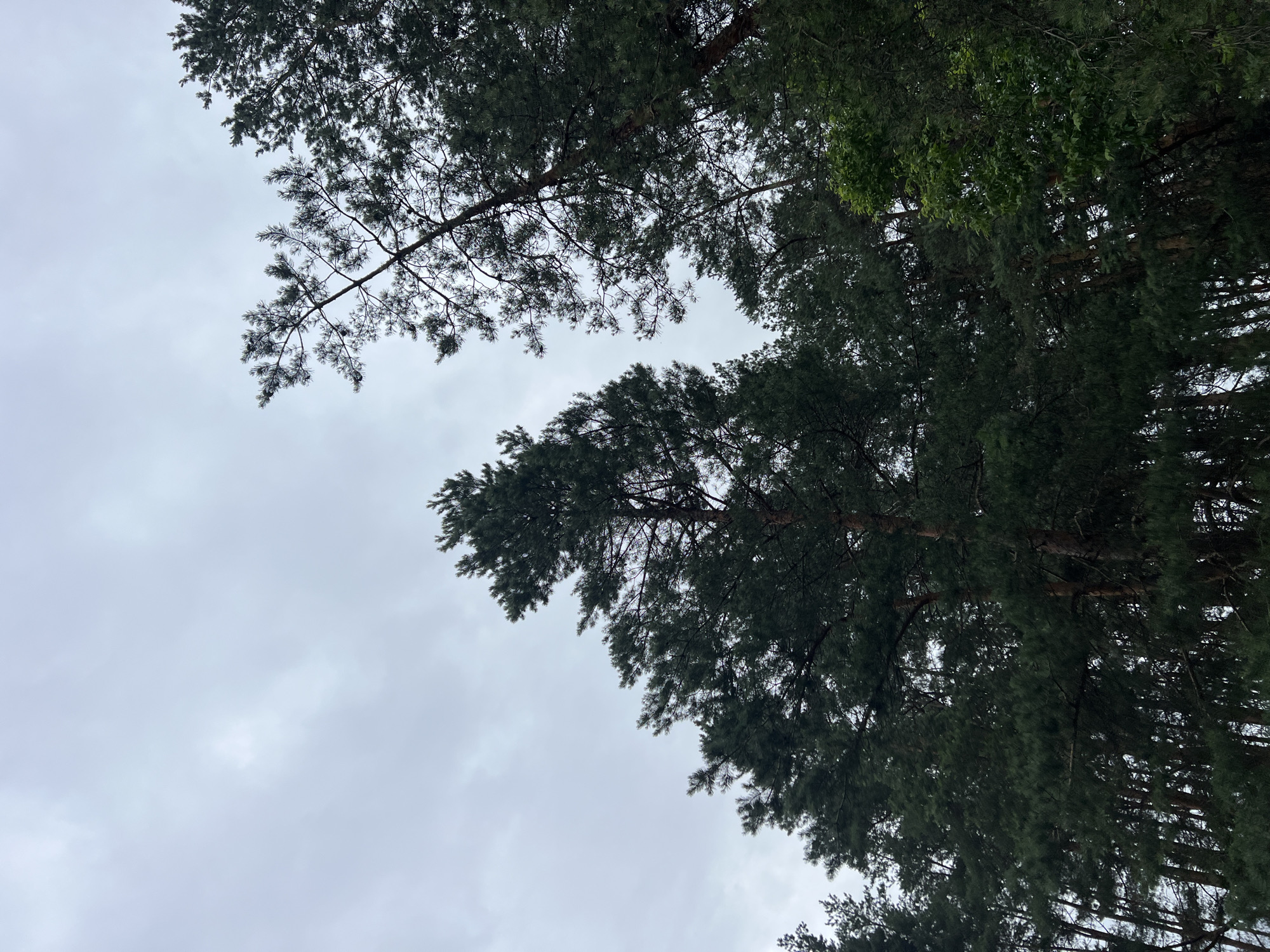 An upward view of a dense forest of tall pine trees against a cloudy sky. The trees are predominantly dark green, with some lighter green foliage visible. The sky is overcast with a pale gray hue, and there is a hint of brightness in the upper left quadrant, suggesting diffused sunlight. The image is taken from a low angle, emphasizing the height and density of the forest canopy.
