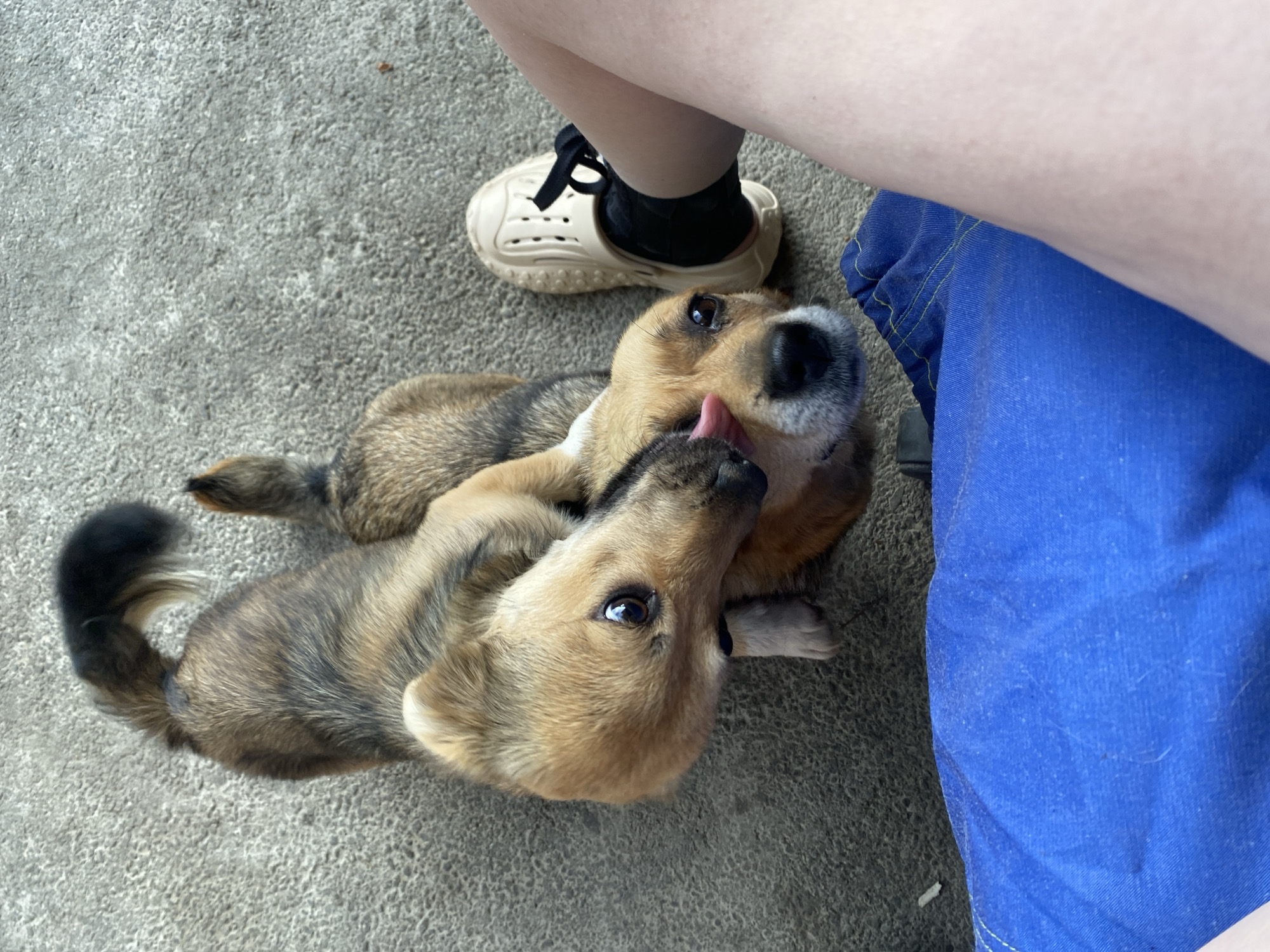 In Khanskaya, Russia, two puppies interact on a grey concrete surface. One puppy, with brown and black fur, is positioned above the other. The puppy on top is licking the face of the puppy below. The puppy on the bottom has brown fur and its tongue is visible. A person's leg, wearing a beige clog and black sock, is visible on the right side of the frame. Blue fabric, possibly shorts, is in the foreground. The scene appears to be outdoors.
