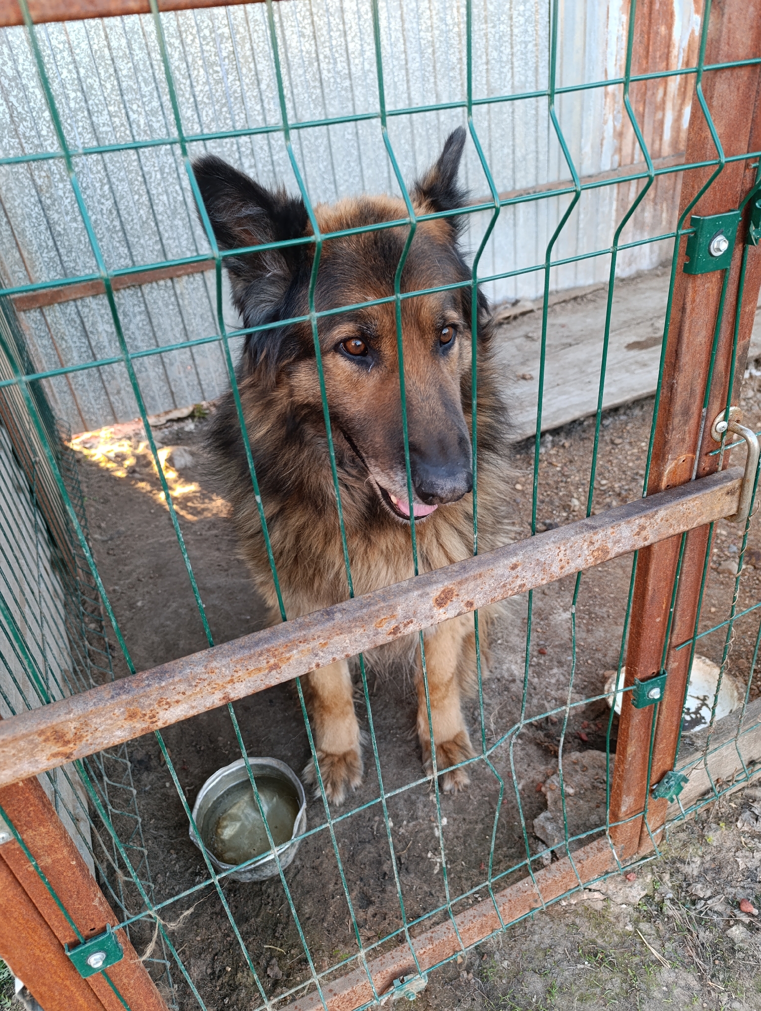 A long-haired German Shepherd stands inside a green wire cage with a rusty metal frame. The dog's tongue is slightly visible. Inside the cage, there is a metal bowl filled with water. The ground inside the cage is dirt. Outside the cage, the ground is also dirt and some sparse greenery. A corrugated metal structure is visible behind the cage. The location is Новоалександровка, Russia.