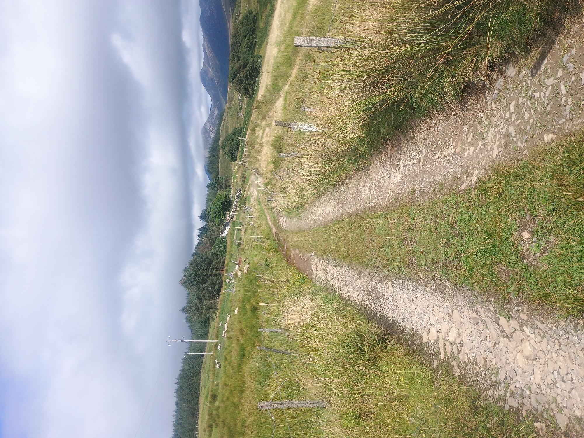 A dusty, gravel path winds uphill through a grassy, undulating landscape. The path is flanked by dry, tall grass and weathered wooden fence posts. In the distance, a dense forest of evergreen trees stretches across a hillside. Beyond the trees, rolling hills lead to a range of mountains shrouded in clouds. Several white sheep are visible grazing in the fields to the left of the path. A utility pole with wires stands near the treeline on the left. A small white building with a dark roof is nestled among the trees on the right side of the path, further up the hill. The sky above is overcast with heavy gray clouds. The scene appears to be a rural, outdoor environment, possibly in a mountainous or hilly region.