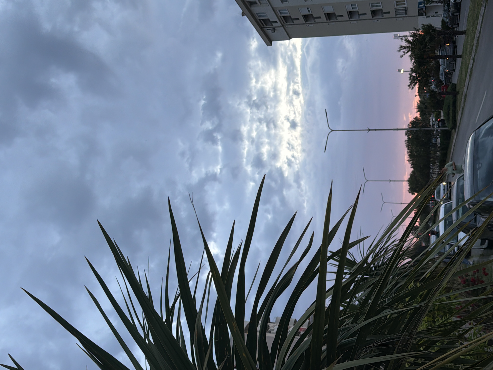 The image depicts an urban scene in Bar, Montenegro, viewed from a low angle through the foreground of a dense, spiky green plant. Above the plant, the sky is filled with a mix of grey and white clouds, suggesting an overcast day, with a hint of sunlight breaking through in the center.
In the middle ground, a multi-story building stands to the right, and several streetlights are visible, indicating a road. Cars are parked along the side of the street, and trees line the edge of the road further in the distance. The sunset is visible between the trees and it's creating a pink hue.