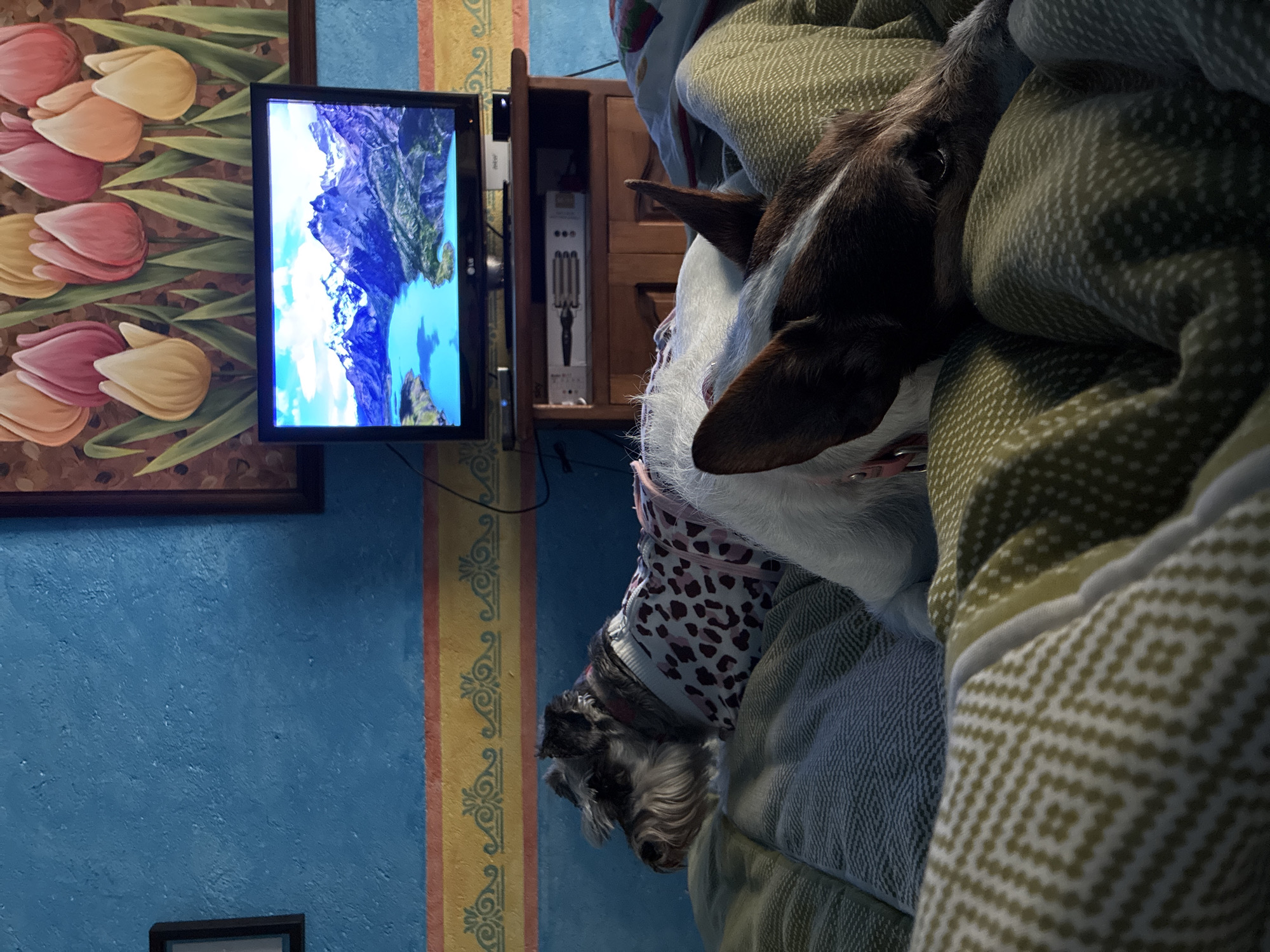 The image shows a dog lying under a blanket in what appears to be an indoor setting. A television is mounted on the wall to the left, displaying a landscape scene. A painting of tulips hangs adjacent to the television. Behind the television is a wooden cabinet containing a hair dryer. The walls are blue with a decorative yellow and orange stripe. The image doesn't offer information on location within Cañada de Madero, Mexico.