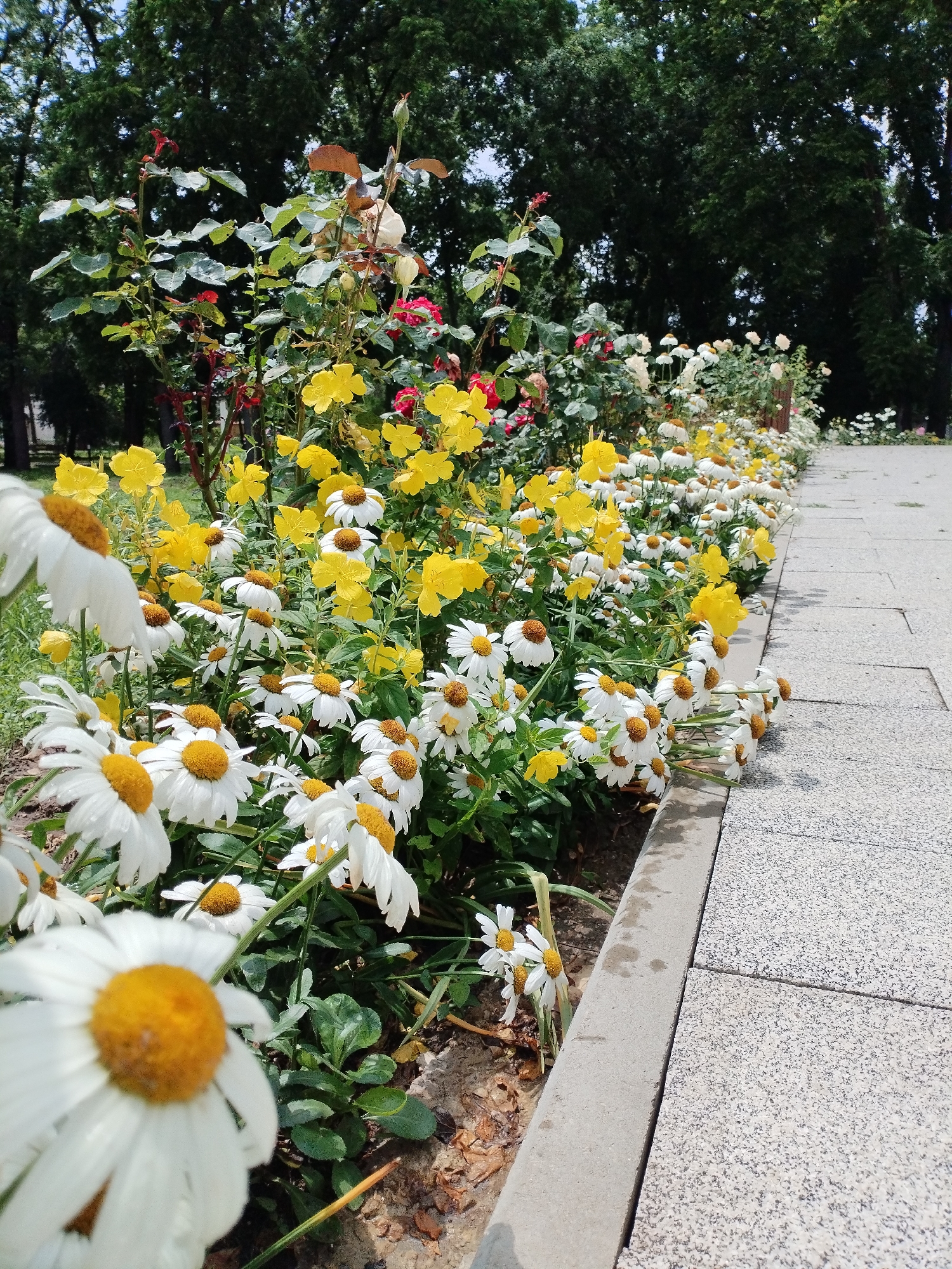In the city of Vinogradny, Russia, a paved pathway runs alongside a flowerbed brimming with white daisies and yellow flowers. The pathway, constructed with light gray, speckled stones, is bordered by a concrete curb. Behind the flowers, a line of trees with dense green foliage forms a natural backdrop. Rose bushes, some with red and white blooms, are interspersed with the other flowers, adding variety to the vibrant display. The overall scene suggests a well-maintained public garden or park.