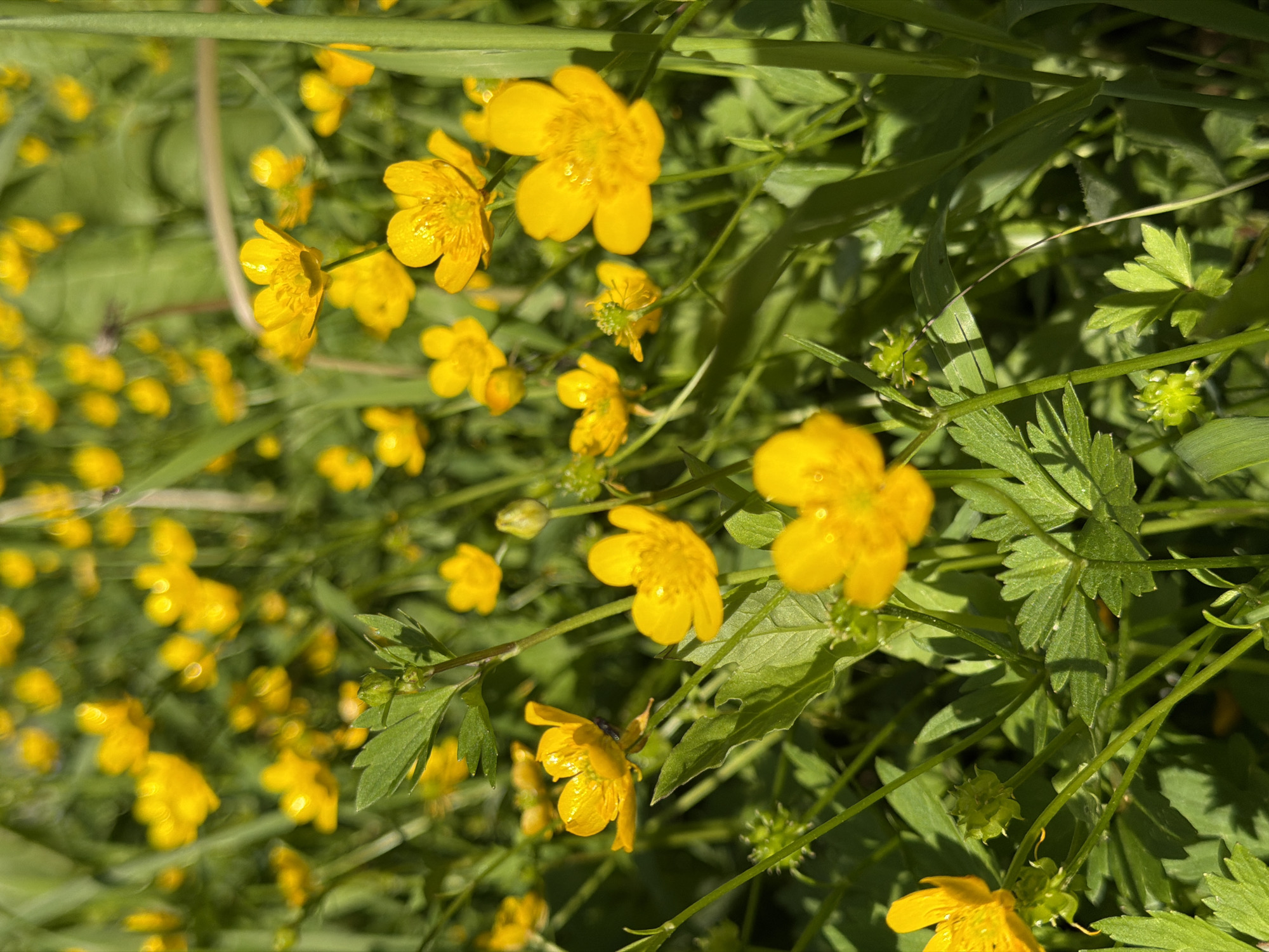The image displays a close-up view of a meadow filled with bright yellow buttercup flowers and lush green foliage. The scene is dominated by the vibrant yellow of the flowers, which are in various stages of bloom. Some flowers are fully open, revealing their delicate petals and intricate centers, while others are still in bud or partially closed. The green leaves and stems provide a verdant backdrop, with some leaves sharply in focus and others blurred, creating a sense of depth.
Scattered amongst the flowers are small, spiky green seed heads, adding textural contrast. A few thin, wispy strands of grass or other vegetation stretch across the frame, some appearing almost translucent in the sunlight. The lighting suggests it is a bright, sunny day, with dappled sunlight creating highlights and shadows on the leaves and petals. The overall impression is one of natural beauty and the vibrancy of a summer meadow. There are no people or text visible in the image. The location context is Steklyannyi, Russia.
