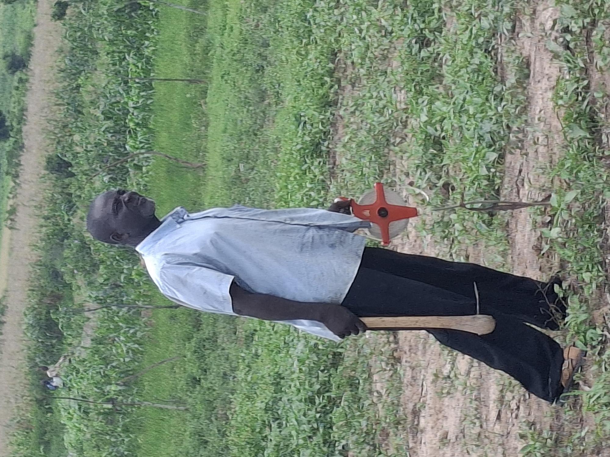 An African man stands in an agricultural field, wearing a light blue collared shirt and dark pants. He is holding a wooden-handled tool, possibly an axe, vertically with the blade resting on the ground behind his right leg. In his right hand, he holds a red and white surveying device, resembling a wheel with a handle and a visible measuring tape. The man is looking to his left, with his mouth slightly open. The field is covered in green vegetation, with rows of crops, possibly corn, visible in the background. The ground appears to be dry soil with scattered patches of grass and smaller plants. In the far background, two individuals can be seen in the distance, amidst the crops. The scene suggests agricultural activity or land surveying in Lembi, Nigeria.