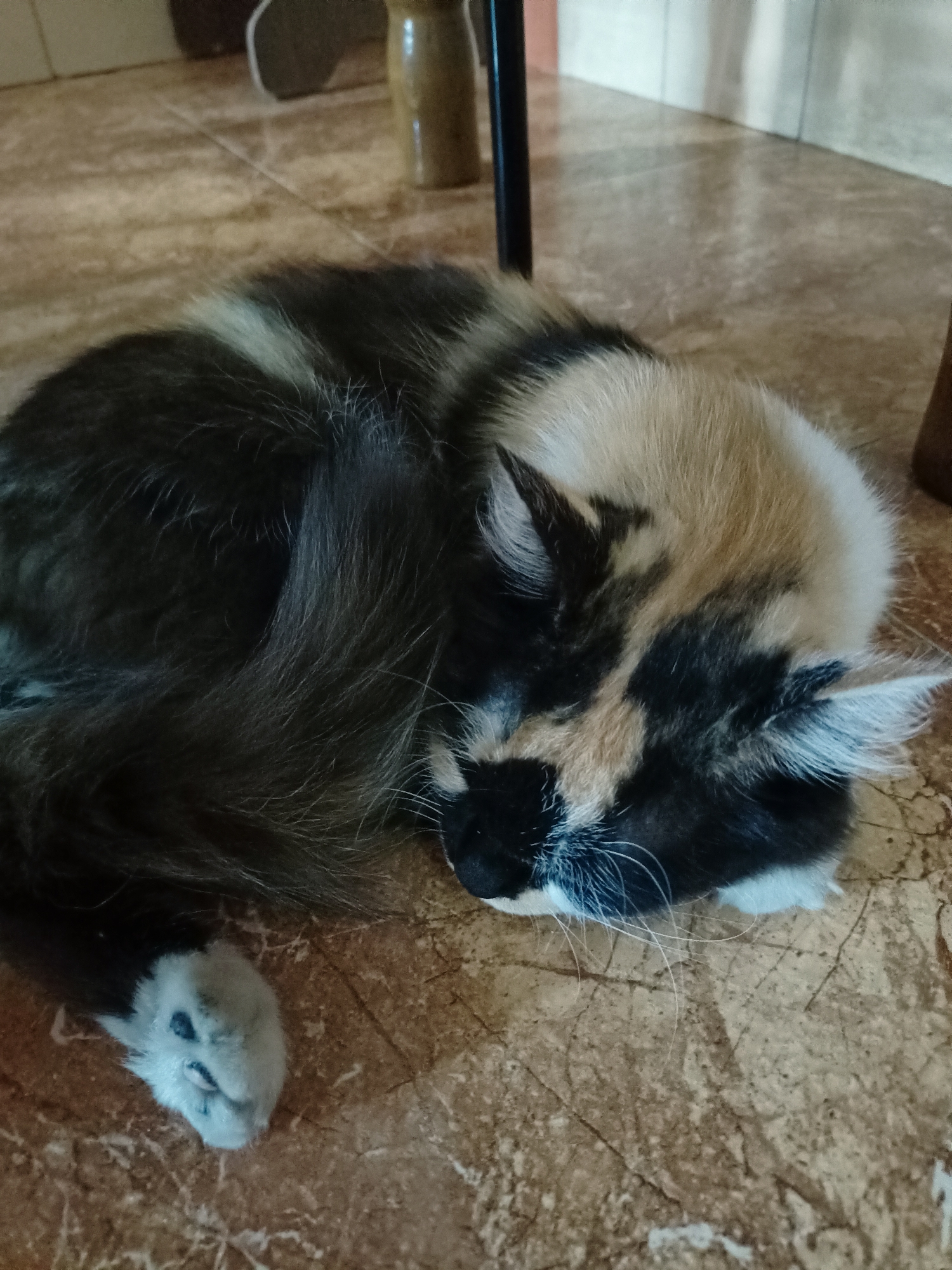An overhead, medium shot captures a calico cat sleeping curled on a tiled floor. The cat's fur displays a mix of black, white, and tan patches. Its right paw is visible in the lower left, showing white fur with dark paw pads. The floor is composed of large, beige tiles with brown veining. In the blurred background, a dark table leg and a tall, light-brown object, possibly a vase, are discernible. The lighting suggests an indoor setting.