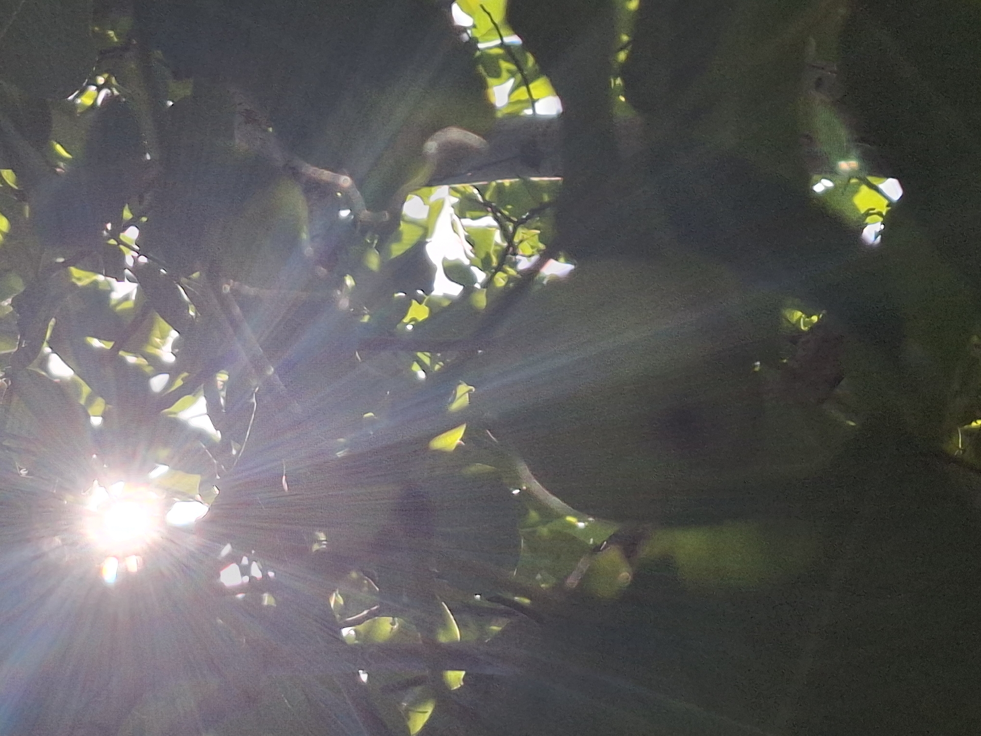 The image captures a sunburst effect filtering through the leaves of trees. The sun is a bright, blown-out source of light in the upper left quadrant, with visible rays extending outwards and through gaps in the foliage. The leaves are predominantly dark green, with some areas of brighter green where the sunlight penetrates. The background is dark, suggesting a dense canopy or shadows. There are no people or identifiable man-made structures visible in the image. The setting appears to be natural, possibly a park or a wooded area. No specific location in Almaty, Kazakhstan can be determined from the visual information presented.