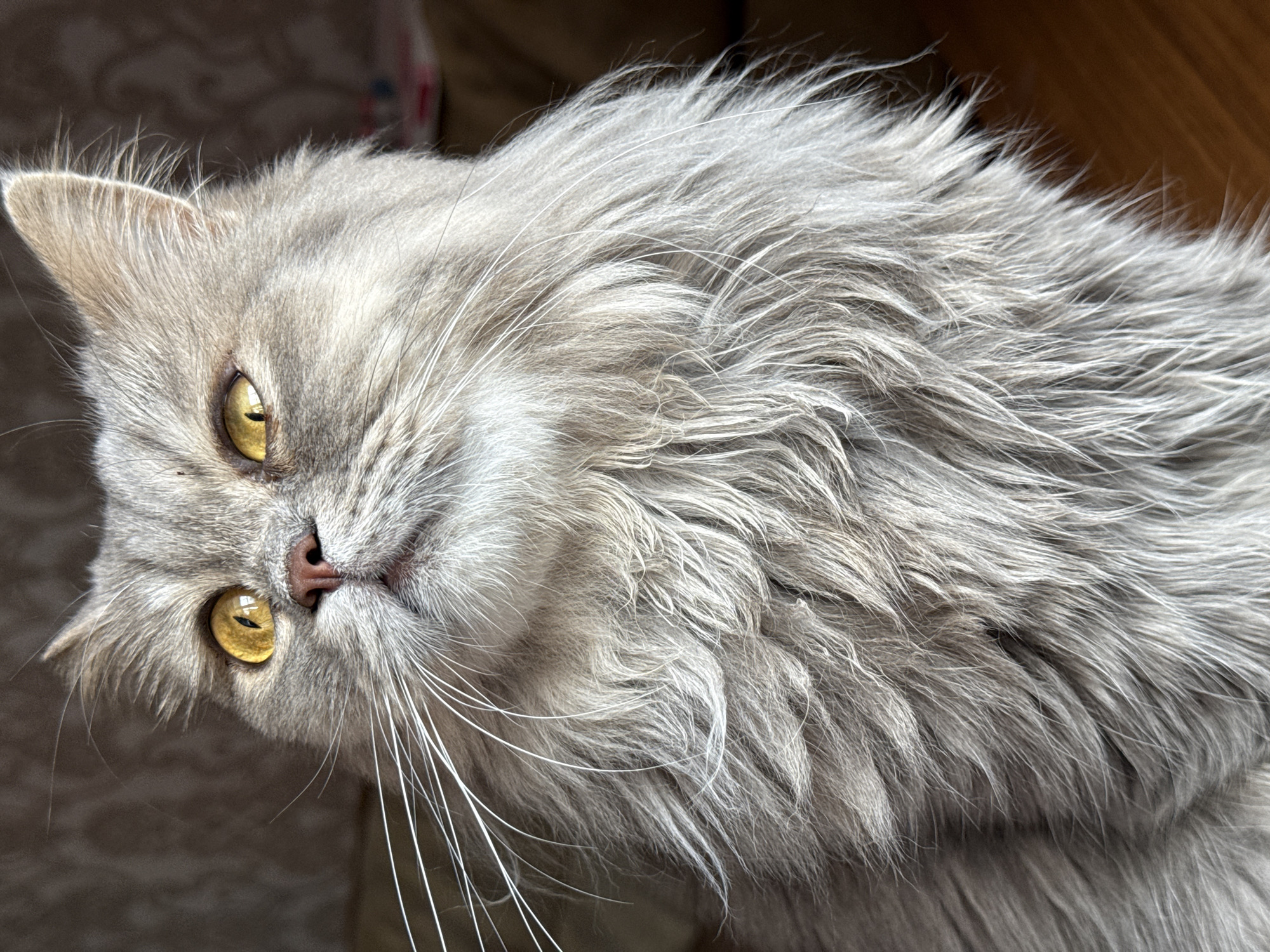 A close-up, low-angle, vertical shot focuses on the head and chest of a long-haired, gray cat. The cat's large, golden eyes are looking upward and to its left. Its pink nose is slightly upturned, and its white whiskers are prominent. The cat's fur is thick and appears somewhat disheveled, with individual strands of gray and white fur visible. The background is softly blurred, with hints of a textured surface on the left and a warm, wooden surface on the right. There is no information about the city of Raivka, Ukraine, in this image.