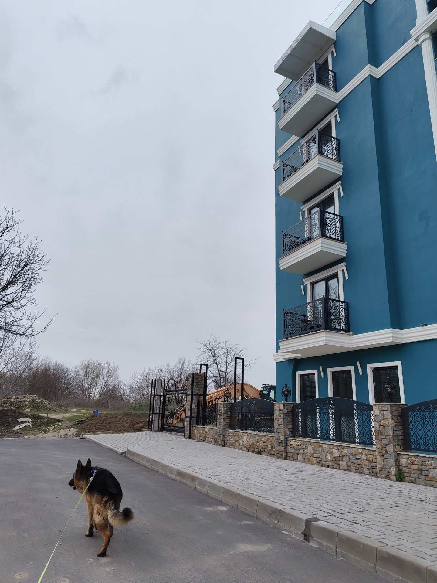 A German Shepherd dog is defecating on an asphalt street in Kozloduy, Bulgaria. The dog is on a leash. The sky is overcast. A blue building with white trim and black wrought iron balconies is to the right. A stone wall and fence are in front of the building. An excavator is visible behind the fence. Bare trees and a dirt mound are in the background.