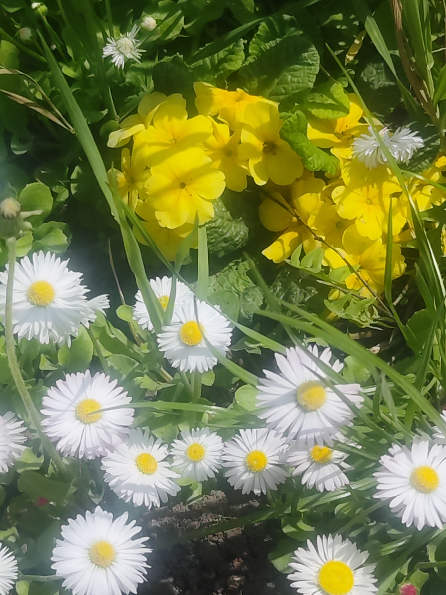 The image depicts a ground-level view of a patch of wildflowers. Dominating the scene are clusters of vibrant yellow primroses, interspersed with white daisies that have yellow centers. Green grass blades are scattered throughout. The location is unspecified, but the prompt suggests it could be in the city of Chaikovsky, Russia. There are no people visible. The scene appears to be a naturally occurring wildflower patch with no visible signs of human intervention or specific actions taking place.