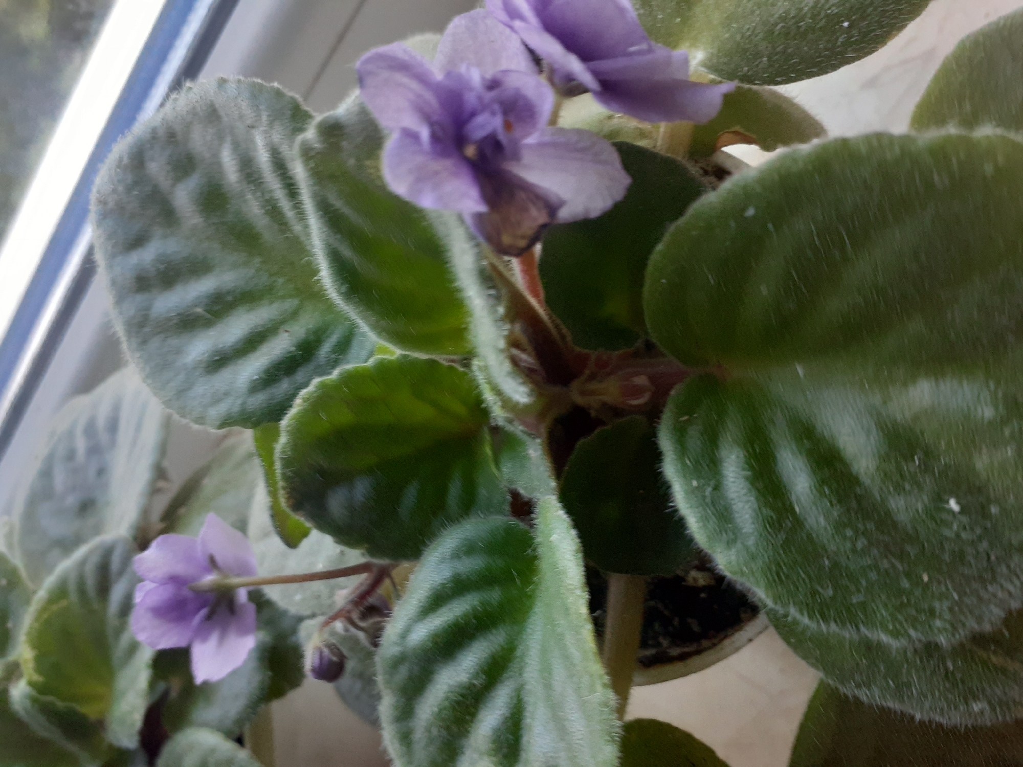 A close-up, eye-level, vertical shot shows a potted African violet plant with several fuzzy green leaves and three light purple flowers, one in the foreground on the right, slightly out of focus, and two smaller ones in the middle and upper left. The plant is in a white pot, with dark soil visible. The background consists of a window sill with a white ledge, and out-of-focus blinds and a window above. The lighting suggests it is daytime, possibly overcast. The scene is indoors.