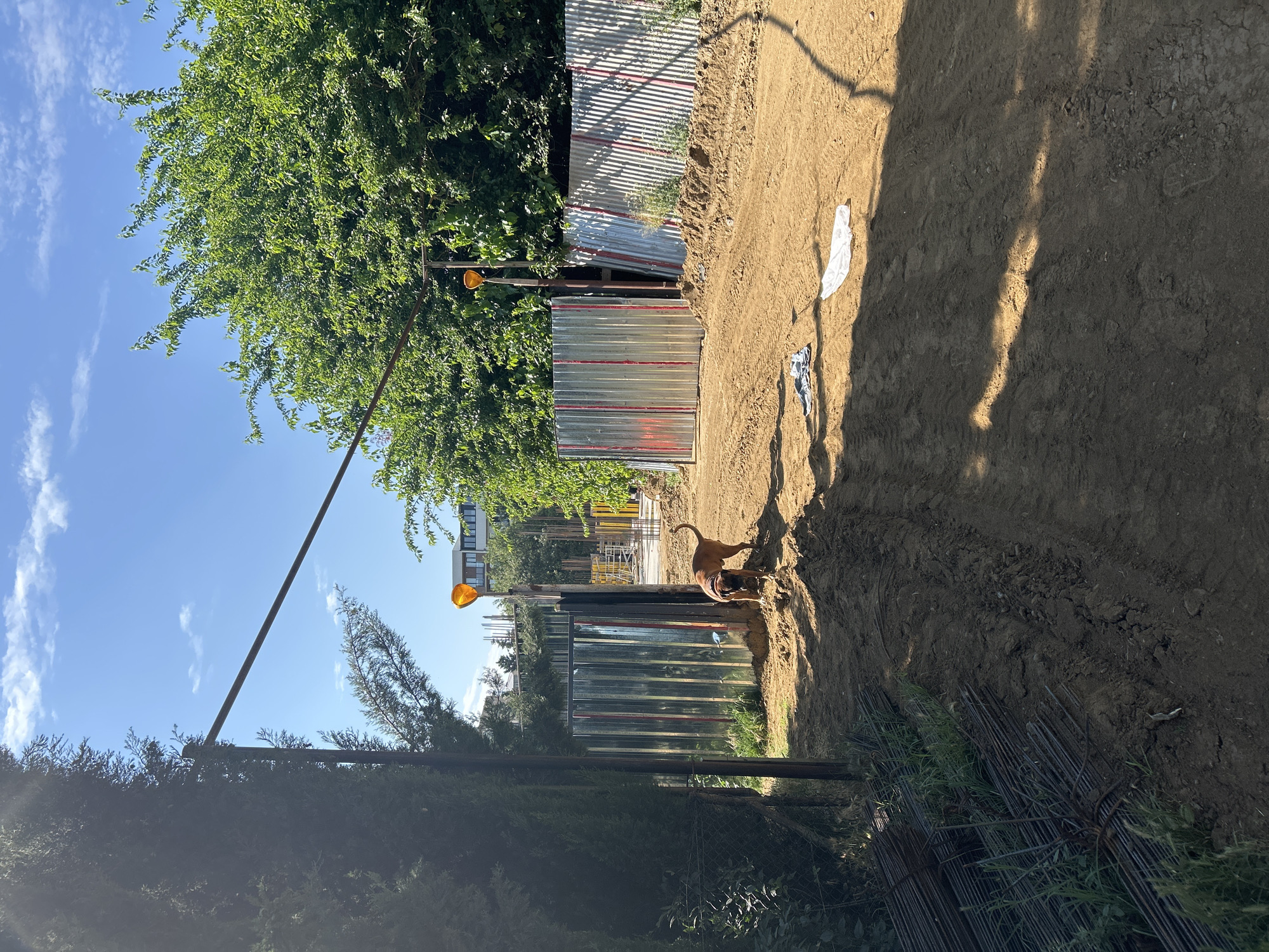 A brown dog is sniffing the ground in the foreground of an outdoor construction site under a bright blue sky with scattered clouds. The dog is facing away from the camera and towards a temporary metal fence. Behind the fence, there are yellow and orange construction structures. To the left of the dog, there is a large green tree, and to the right, more trees and a tall metal pole with an orange light. The ground is dirt and sand, with tire tracks visible. There are piles of metal rods on the left side of the image. Two white plastic bags and a piece of clothing are on the ground in the middle right of the image.