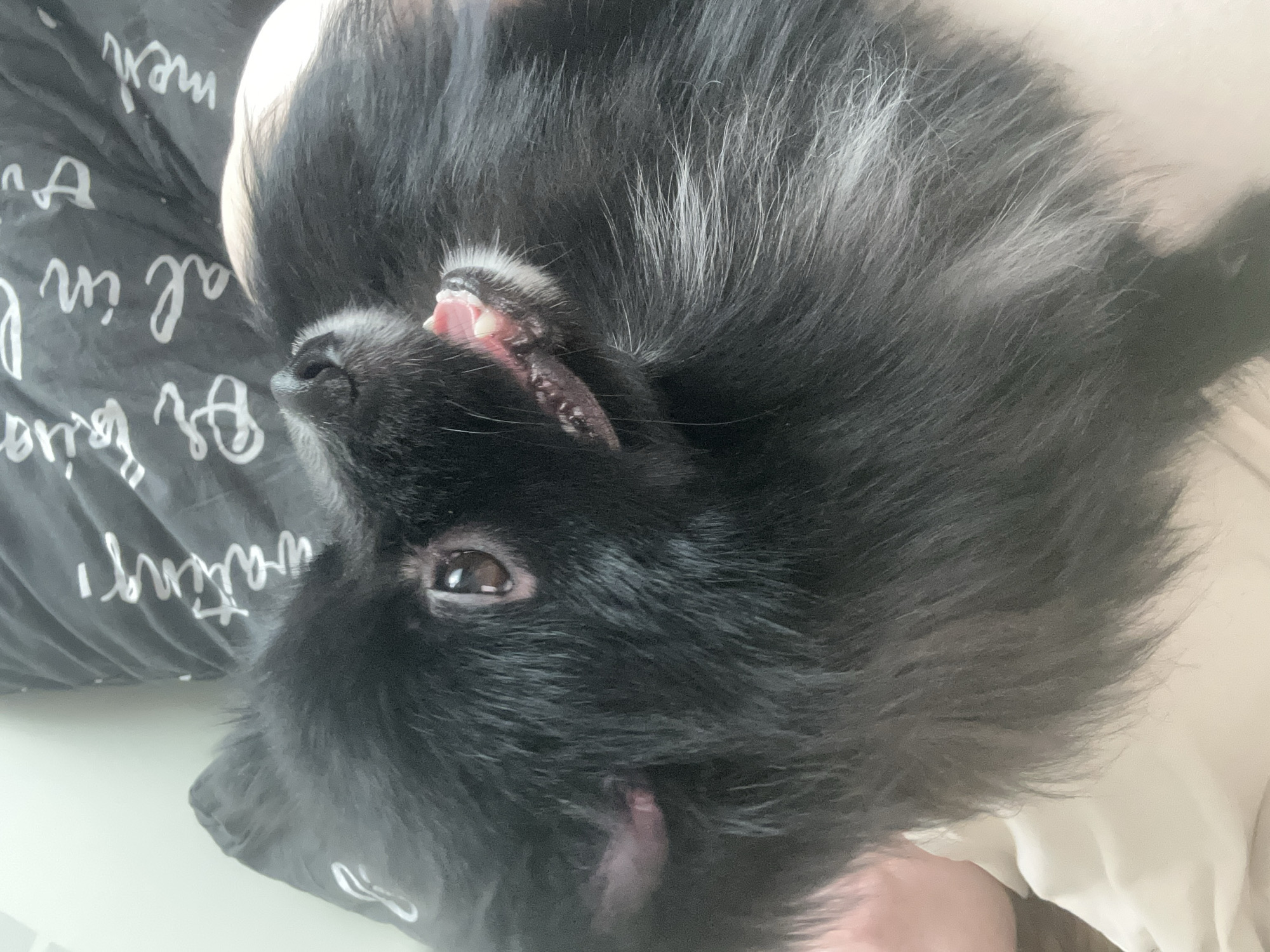 A black, medium-haired dog is lying on its back on a black and white patterned bed cover. The dog's mouth is slightly open, revealing its teeth and pink gums. One eye is visible, looking towards the upper left. Part of a hand is visible near the lower right corner. A white surface is visible at the bottom edge of the photo. The image does not provide any information on the location in the city of Chaikovsky, Russia.