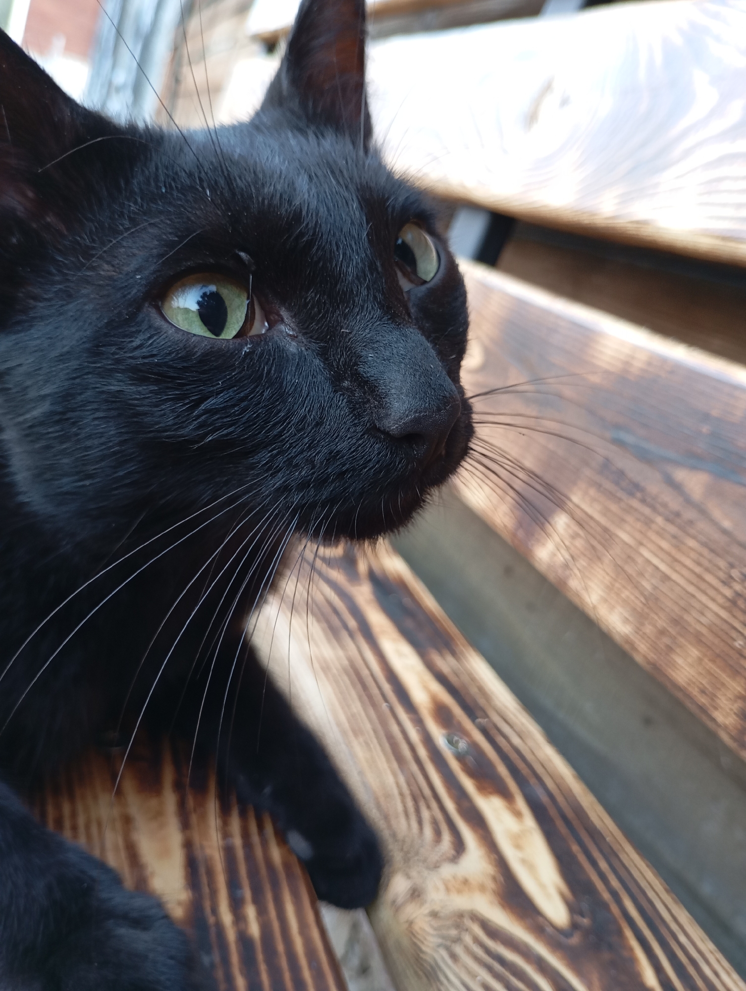 A close-up, eye-level shot captures the face of a black cat sitting on a wooden surface. The cat's head is angled to the right, with its left eye and part of its right eye visible. The eyes are green with black pupils, and the cat's whiskers are prominent. The cat's fur is dark and appears slightly ruffled. The background consists of a wooden surface with distinct grain patterns, possibly a bench or deck. The lighting suggests an outdoor setting, with the sun casting shadows and highlights on the wood. There are no people or other animals visible in the frame. The image does not provide any information to determine its specific location within the city of Фоки, Russia.
