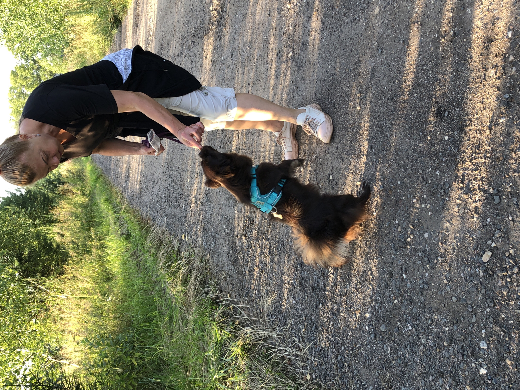 The image depicts a woman and a dog on a gravel path, surrounded by lush green vegetation. The woman, with blonde hair tied back, is wearing a black t-shirt and white shorts with a decorative waistband. She is bending down, extending her hand towards the dog, offering it a treat. The dog, a small, dark-furred breed, is standing on its hind legs, looking up at the woman and reaching for the treat. It is wearing a bright turquoise harness. The path appears to be a rural or park-like setting, with trees and tall grass lining the sides. The sunlight suggests it is either early morning or late afternoon, casting long shadows across the path. The location is not specified within the image itself.