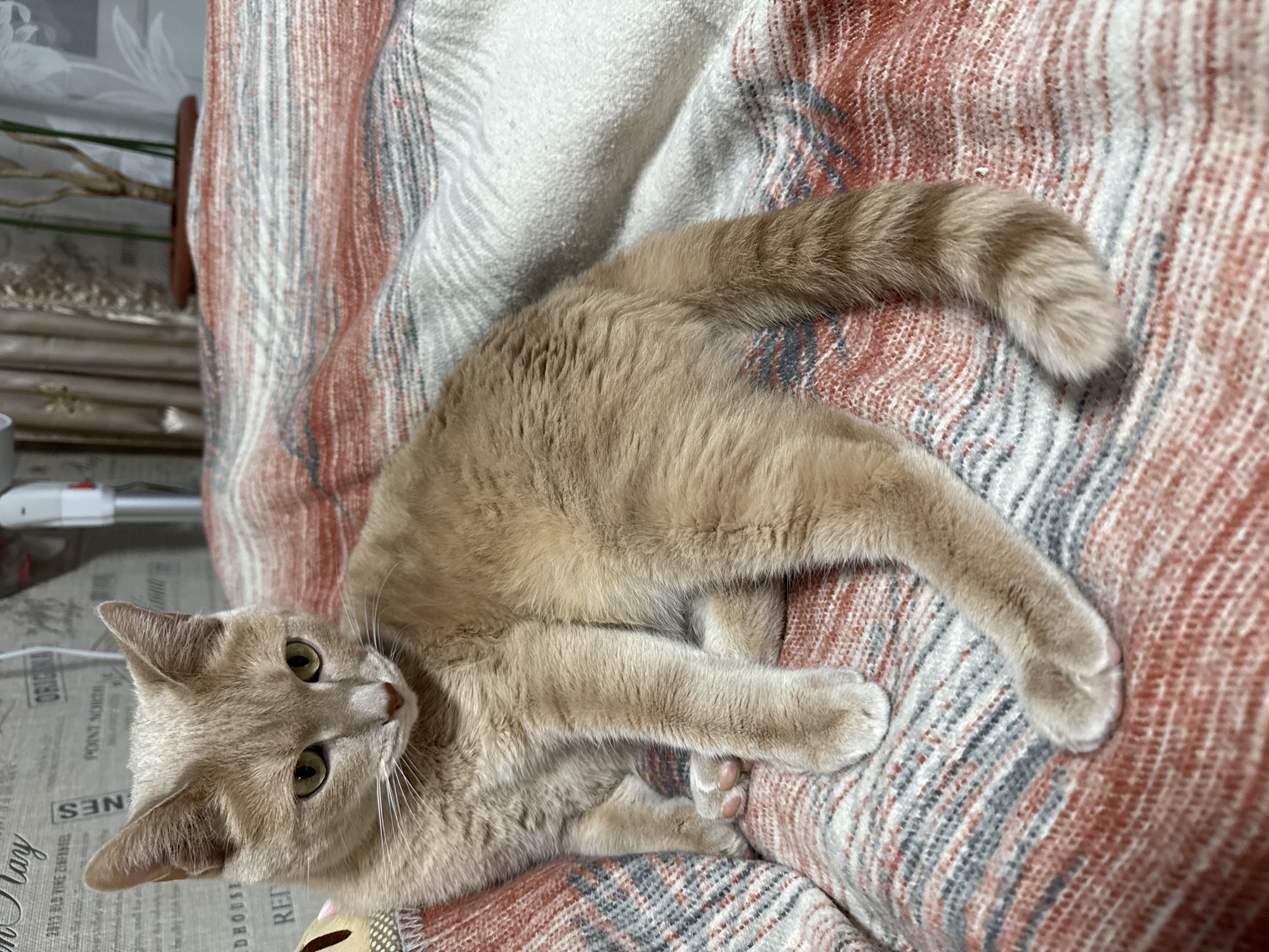 A tan cat with light green eyes is lying on a striped blanket of white, grey, and orange in an indoor setting. The cat's head is toward the lower left corner of the image, and its body extends upwards and to the right. The cat's tail is curved. A newspaper with print can be seen in the lower left corner. The location is the city of Chaikovsky, Russia.