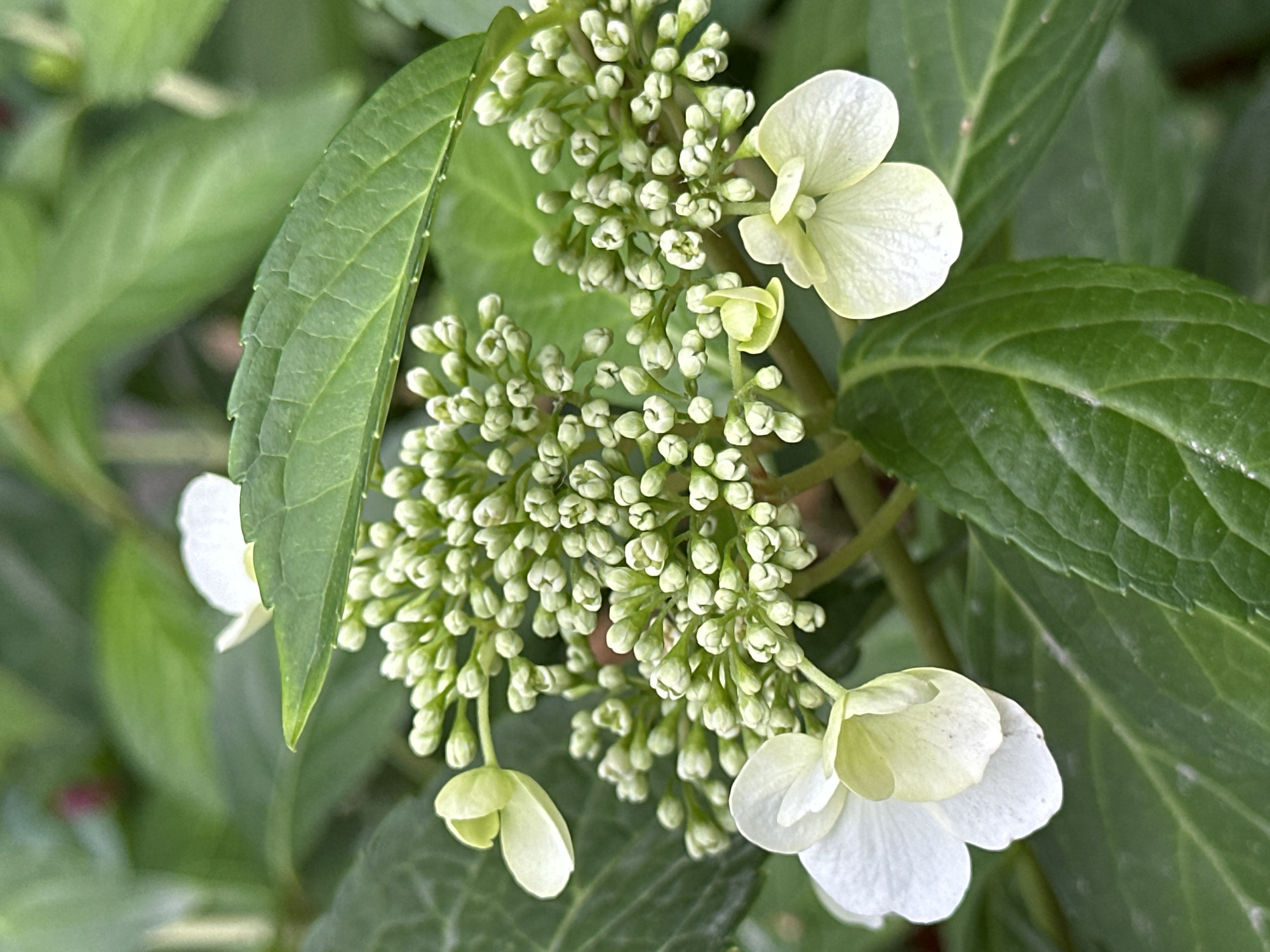 A close-up, high-angle shot captures a cluster of white hydrangea flowers and buds against a backdrop of green leaves. The flowers, some fully bloomed and others in bud, are arranged in a dense formation. The foreground features two partially opened white flowers and numerous small, pale green buds. The background is filled with blurred green foliage, with a hint of a dark red element visible on the upper left. The image appears to be taken outdoors, likely in a garden or natural setting. No people are present in the image. The image does not provide any specific information about the city of Yessentuki, Russia.