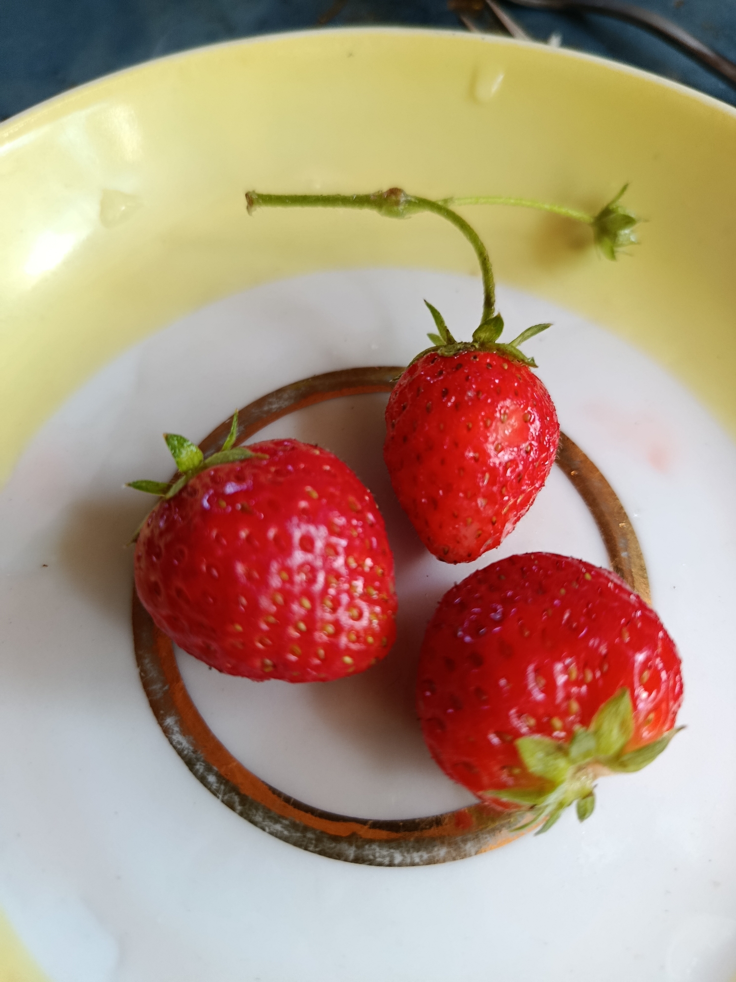 The image shows three ripe strawberries on a white plate with a brown rim, set against a yellow-rimmed dish. A thin green stem extends from the top of the frame, with a tiny green calyx at its end, possibly from a detached blossom or another berry. The strawberries are a vibrant red, with visible seeds and small droplets of water on their surfaces, suggesting they may have been recently washed. The plate itself appears to be ceramic, with some subtle imperfections in its glaze. The background shows a dark surface, possibly a table, and hints of metallic objects. The scene is indoors and appears to be a still life, with no people or animals present. The location in the city of Верея, Russia, is not discernible from the visual elements within the image itself.