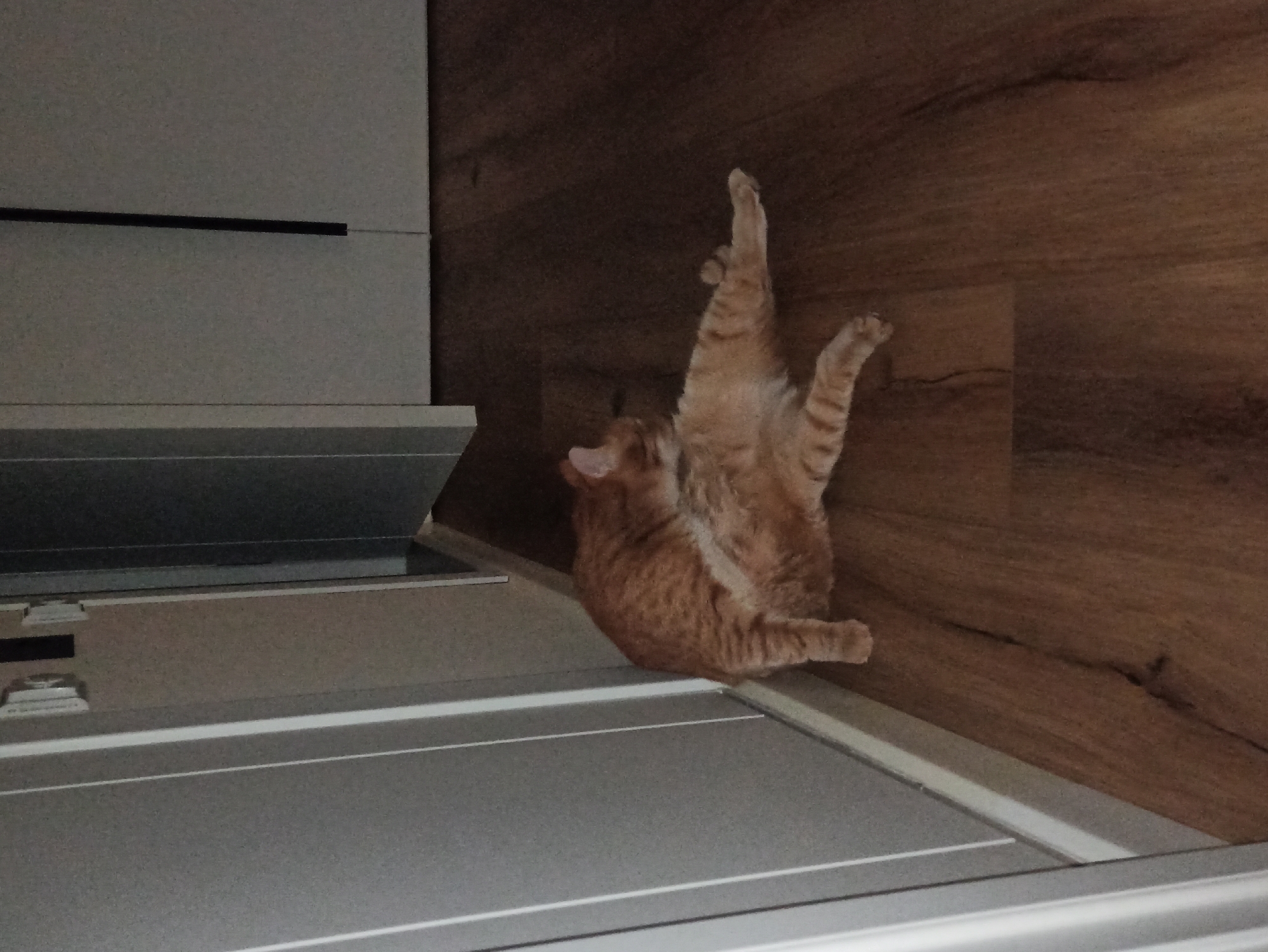 A reddish-orange cat is lying on its back, paws in the air, on a gray surface next to a wood-look floor. The gray surface appears to be part of a piece of furniture or an appliance.