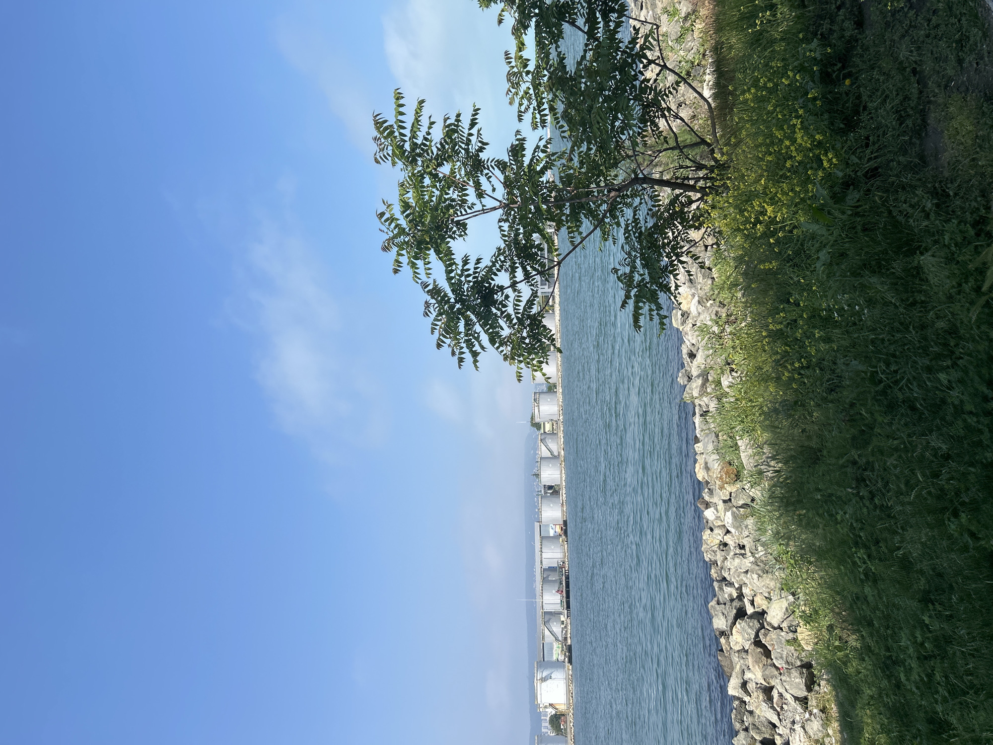 The provided image is oriented vertically, depicting a sunny waterfront landscape rotated 90 degrees counter-clockwise. A vast expanse of clear blue sky with a few wispy white clouds occupies the left side of the frame, indicating bright, clear weather, likely midday. In the center, a calm body of blue-green water, presumably the Black Sea in Varna, Bulgaria, stretches horizontally across the view. The water surface shows subtle ripples.
On the right side of the image, a rocky shoreline transitions into a lush green embankment. This bank is densely covered with grass and various plants, some displaying small yellow flowers. A prominent tree with abundant green foliage extends from the top right, its branches and leaves partially overlapping the sky and water.
Along the bottom edge of the image, across the body of water, a series of large, light-colored cylindrical storage tanks are lined up horizontally, suggesting an industrial area or port facility. Faint outlines of distant hills or mountains are discernible beyond these structures. No people or specific activities are visible, and there is no discernible text in the image. The scene offers a blend of natural serenity in the foreground and an industrial presence in the background.