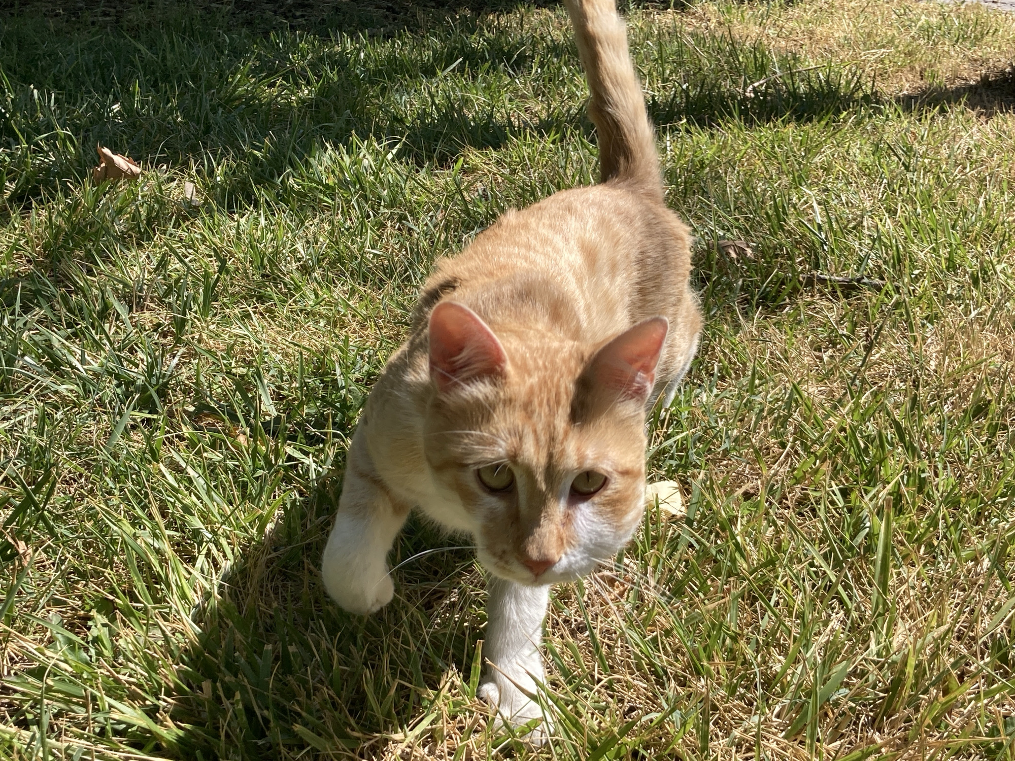 An orange tabby cat is walking in a grassy area. The cat is facing the camera with its head slightly tilted. Its fur is striped and it has white paws. The grass is green with some dry patches, and there is a shadow from an unseen object on the left side of the image. The scene appears to be outdoors in daylight, possibly a yard or park.