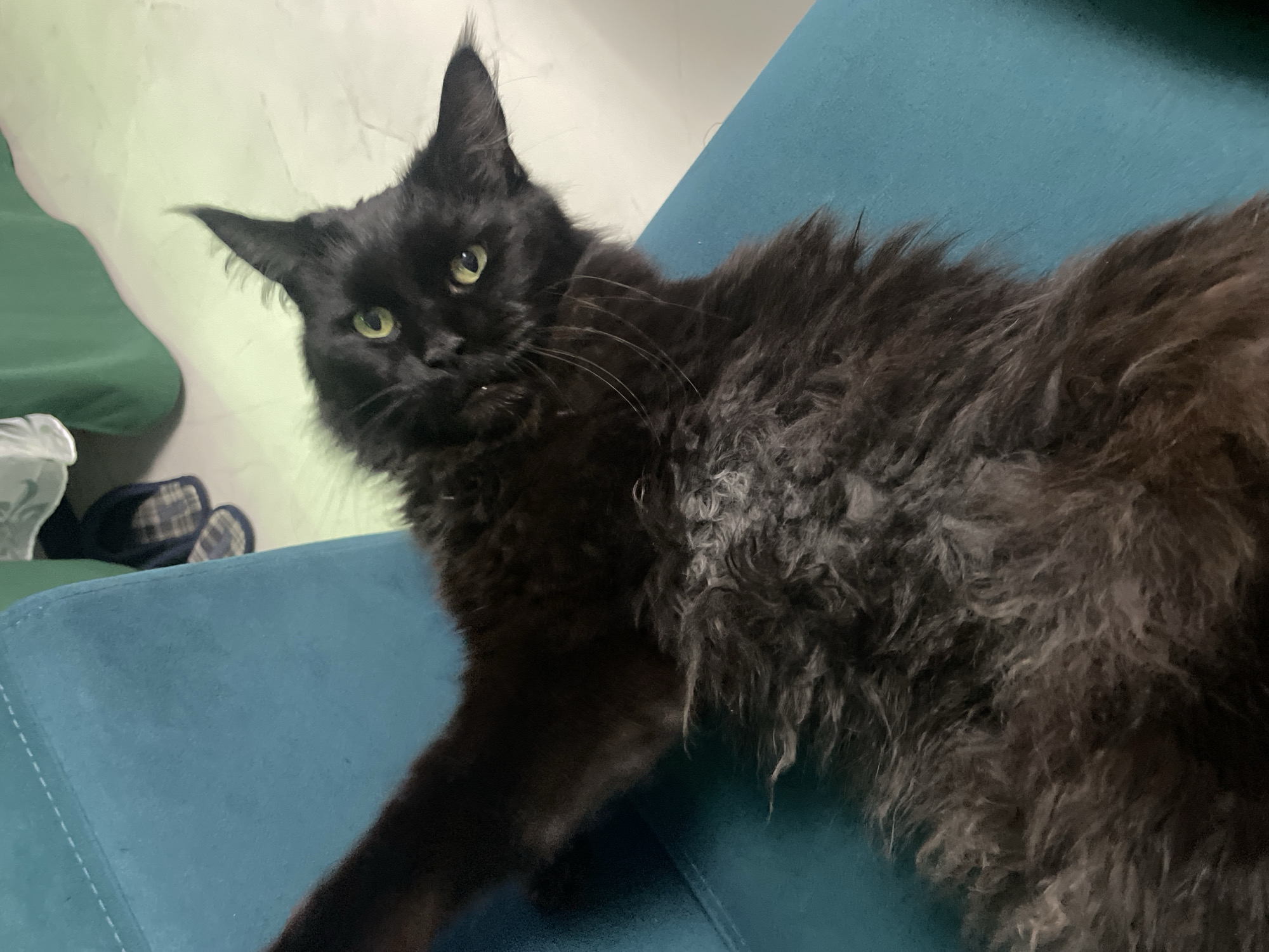 A black cat with yellow eyes and long hair is lying on a teal couch. The cat's head is turned toward the camera. In the background, there's a wall and a green object. A pair of slippers are partially visible. The location is not discernible from the image, and there is no indication that it is in Chaikovsky, Russia.