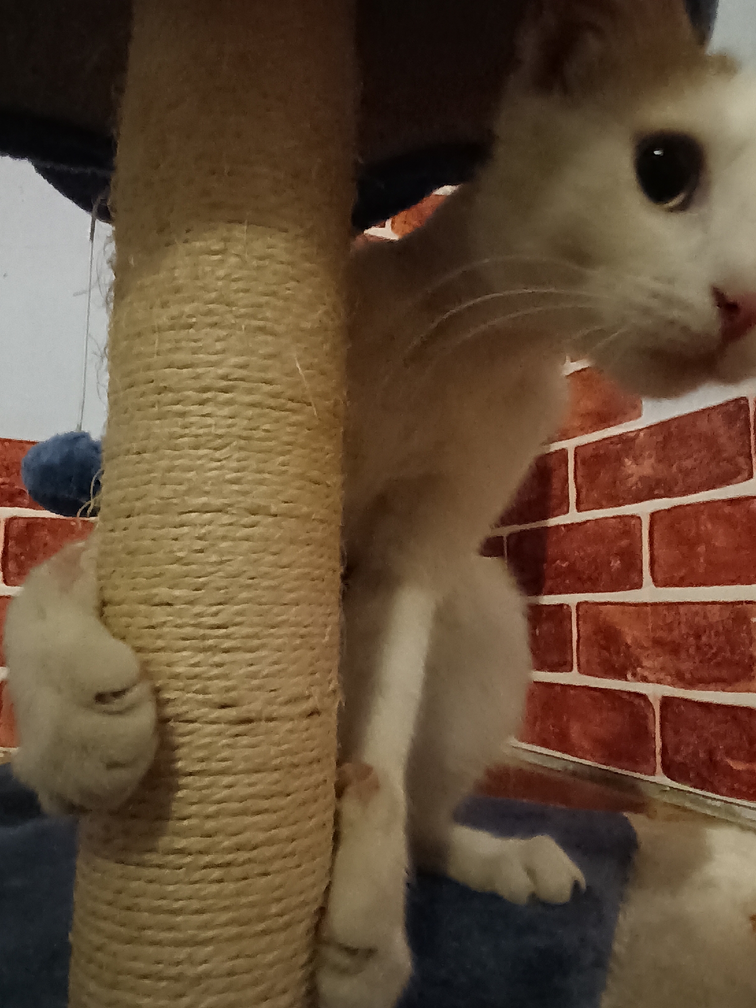 A white cat is climbing a scratching post. The scratching post is made of thick rope and is positioned indoors. The background features a brick wall. The cat's paws are visible as it grips the rope. The image appears to be taken from a close-up perspective. The location is not specified in Viadana, Italy.