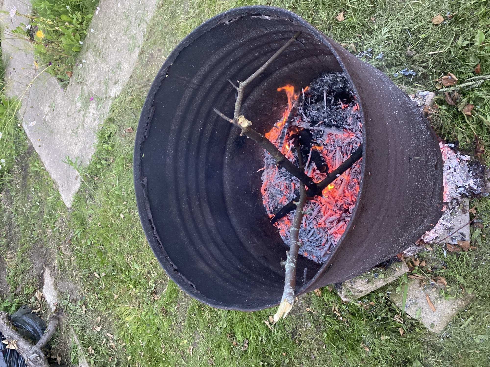 A high-angle, medium shot captures a fire burning within a large, weathered metal barrel. The barrel, dark and cylindrical, sits on two rough concrete blocks in a grassy area. Inside, glowing red embers and a bed of ash suggest a recent fire. Several dry, brown sticks, some with small green buds, rest on the embers. One longer stick extends from the center of the fire towards the left rim of the barrel. The surrounding ground is covered in green grass, interspersed with dry leaves and small patches of concrete or stone. In the background, more concrete paths and greenery are visible, with a hint of some small white and yellow wildflowers. The overall scene appears to be an outdoor space, possibly a backyard or garden, in an unidentifiable location.