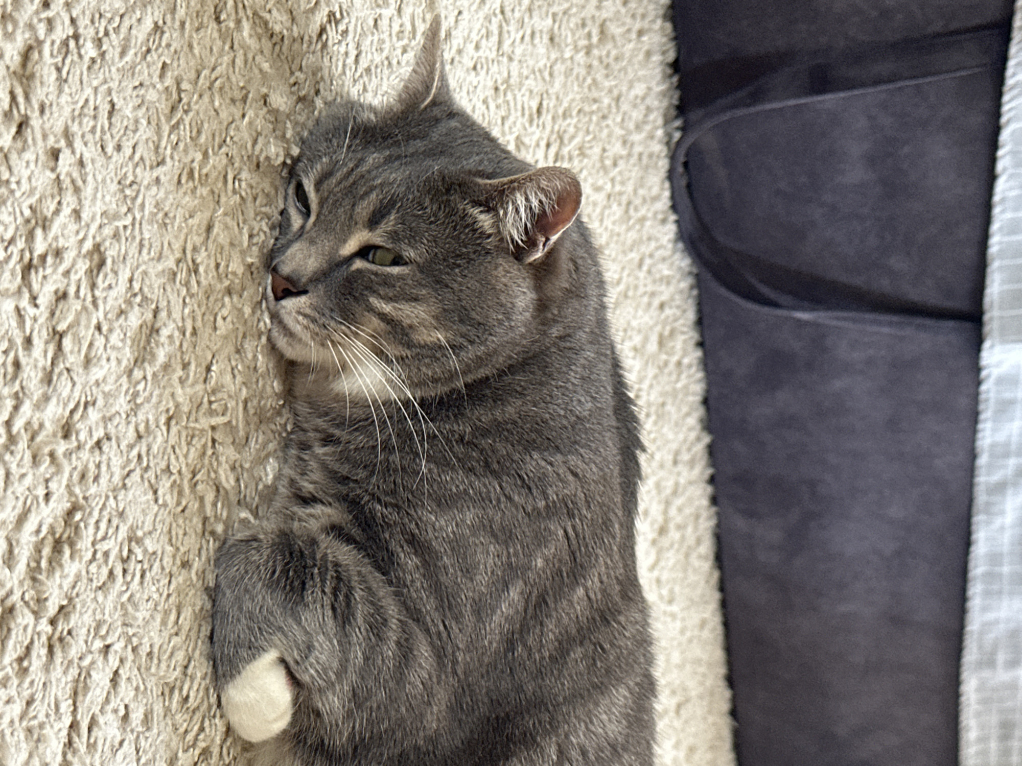 A grey tabby domestic shorthair cat is depicted lying on its left side on a light beige, high-pile carpet. Its head rests on the carpet, with its light green eyes partially open and gazing towards the lower left. White whiskers extend from its muzzle. One white paw is visible, curled underneath its right side. The cat appears to be in a relaxed or resting state. In the background, a dark grey upholstered object, possibly a bed frame or storage ottoman with a suede-like texture, spans the width of the frame. A dark, U-shaped fabric loop, resembling a handle, is visible on the left side of this object. Above the upholstered object, a lighter-colored fabric with subtle light blue and white horizontal stripes is visible. The scene is set in an indoor domestic environment in the city of Unknown, Unknown.