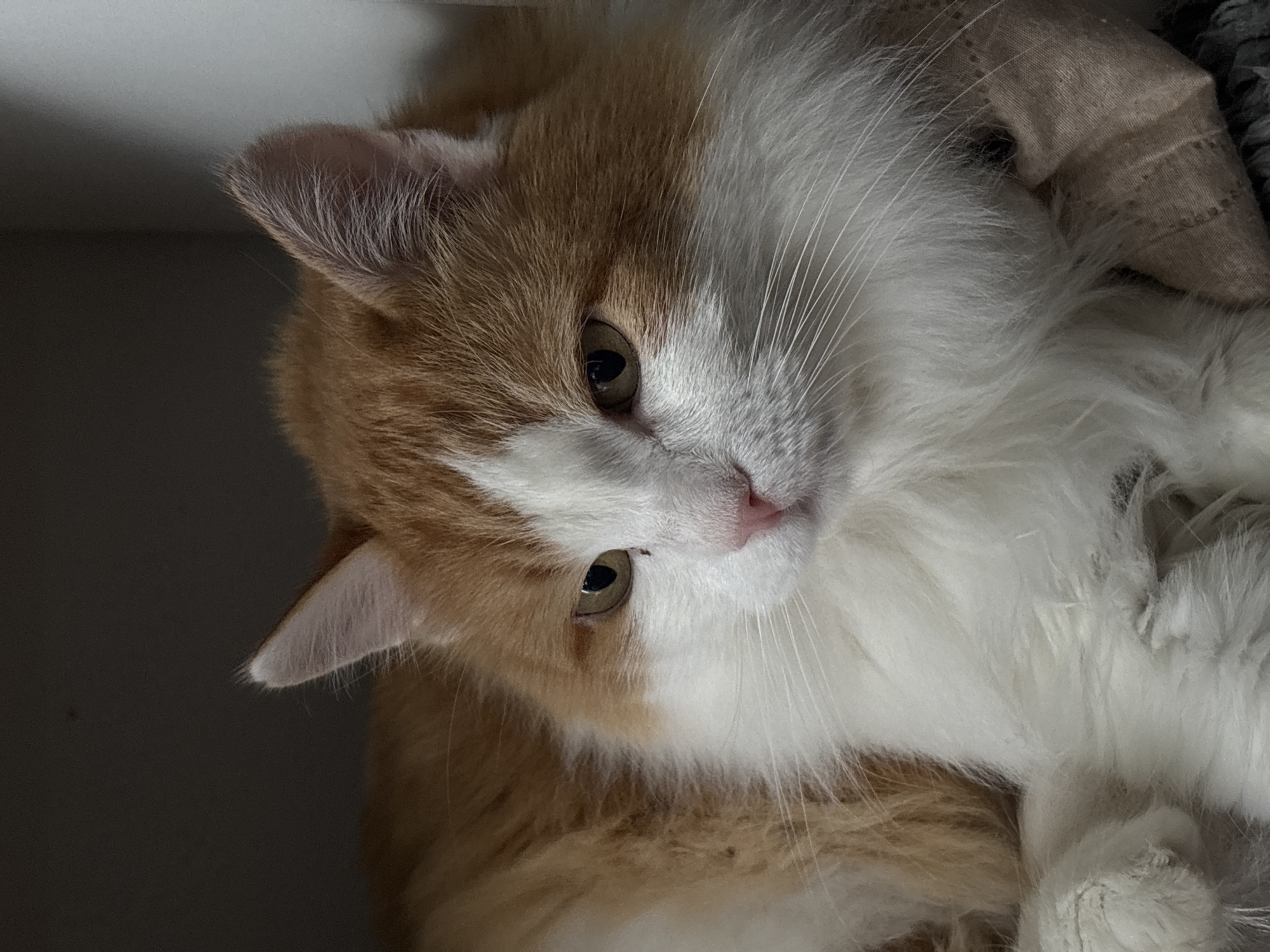 A medium shot captures an orange and white long-haired cat in repose. The cat's head is turned to the left, with its gaze directed downwards and to the left. Its left ear is visible, pointed upwards. The cat has bright green eyes and a pink nose. Its fur is predominantly white on its chest and face, with orange markings on its head and back. The cat is lying on a textured surface, possibly a blanket or cushion, which appears to be beige or light brown. The background is dark, with a lighter, slightly textured vertical surface to the right, suggesting an indoor environment, possibly a shelf or wall. There is no indication of the city of Zheleznogorsk, Russia, in the image.