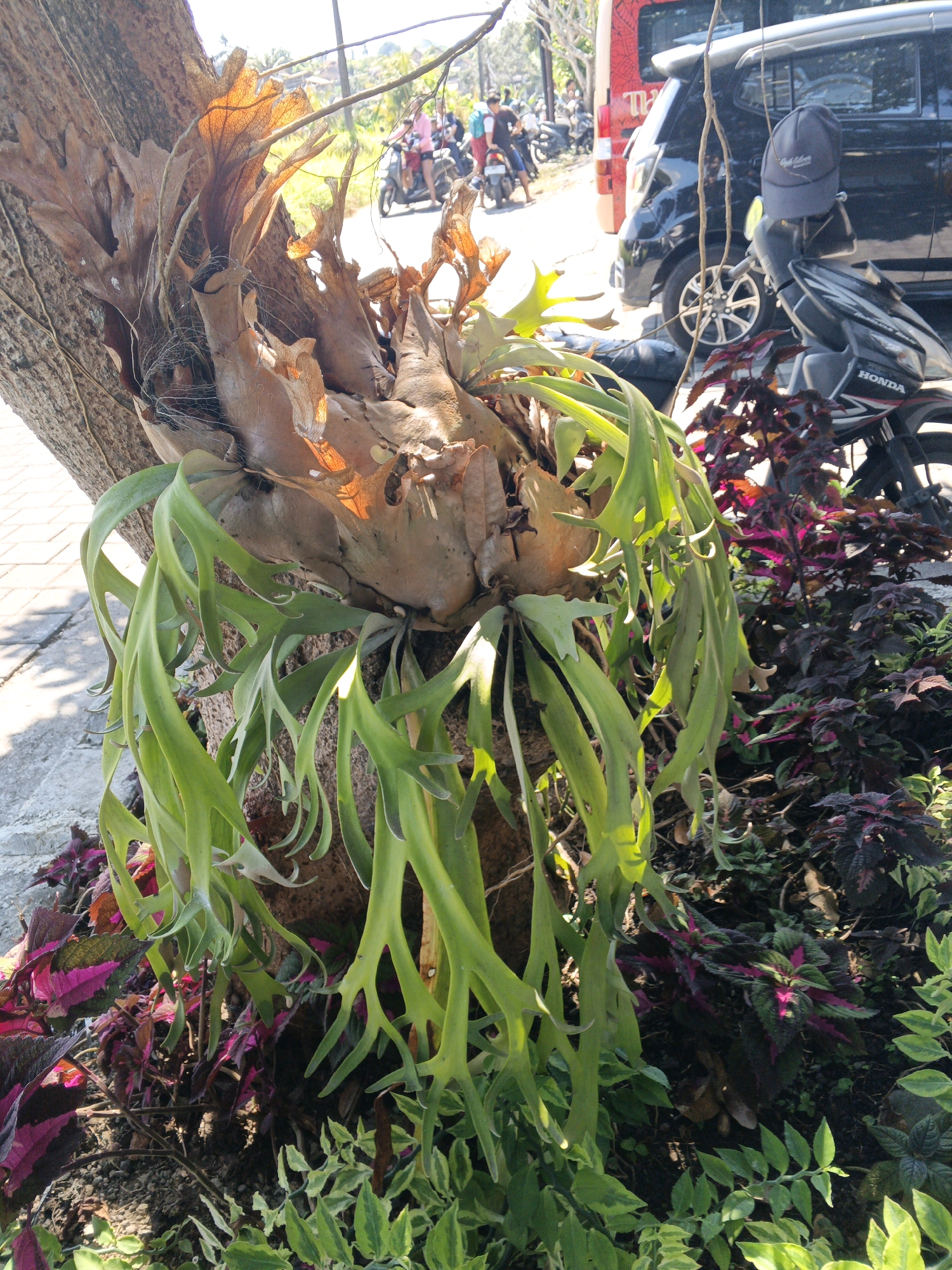 The image captures a staghorn fern growing on the trunk of a tree in Sukawati, Indonesia. In the background, a black vehicle and motorcycles are visible on a street, with several people in the distance riding motorbikes. The foreground features the plant, with its brown, dried fronds at the top and long, green, hanging fronds below. Lush, dark foliage with pink and green variegation surrounds the base of the tree. The scene is illuminated by bright sunlight, casting shadows on the ground.