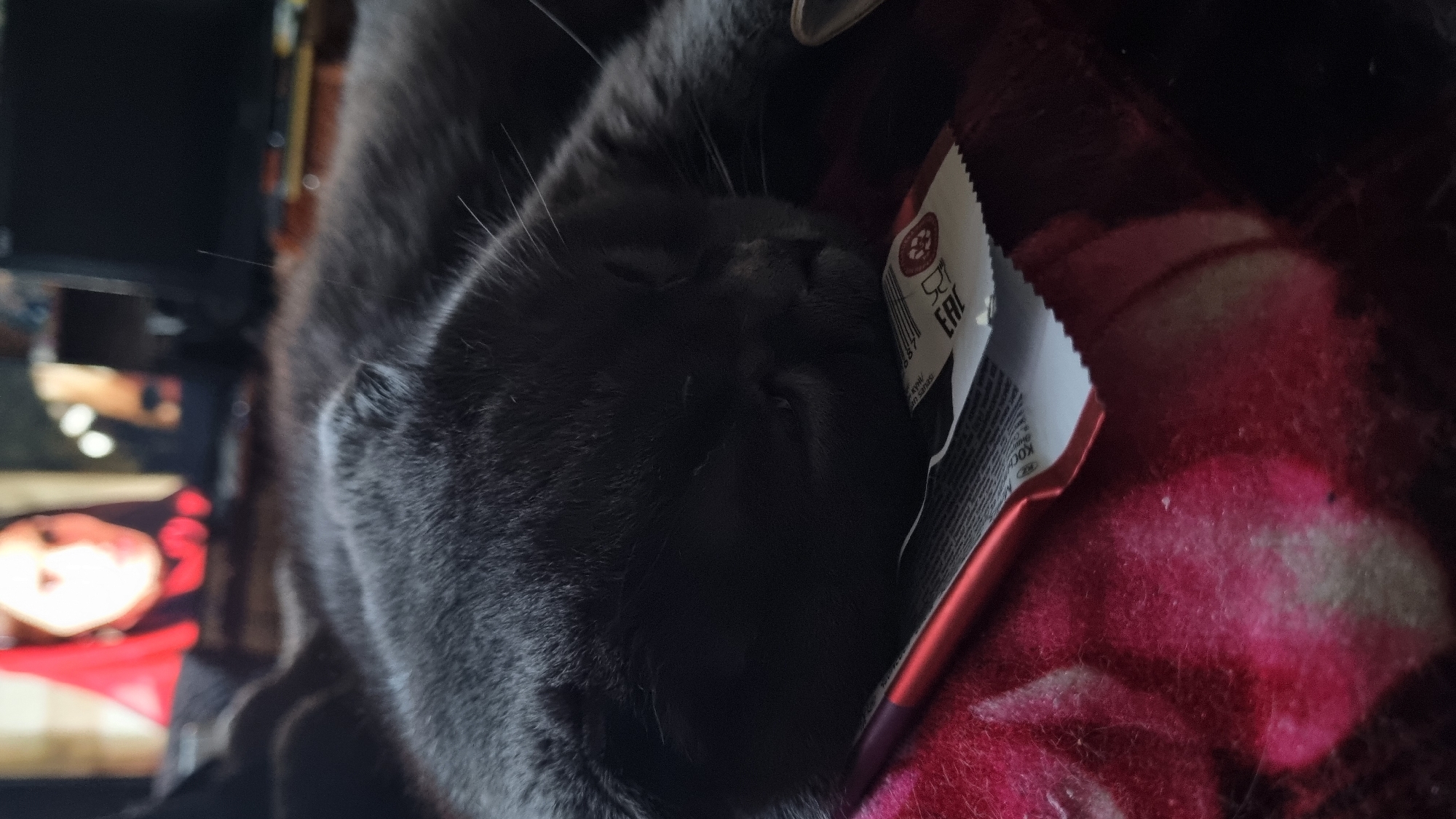 In Vysokoe, Russia, a gray cat sleeps on a red blanket. The cat is resting its head on a red and white package, partially obscuring the text and barcode on it. In the background, a blurred image of a person wearing a red head covering is visible on a screen. The scene appears to be indoors, with soft lighting.