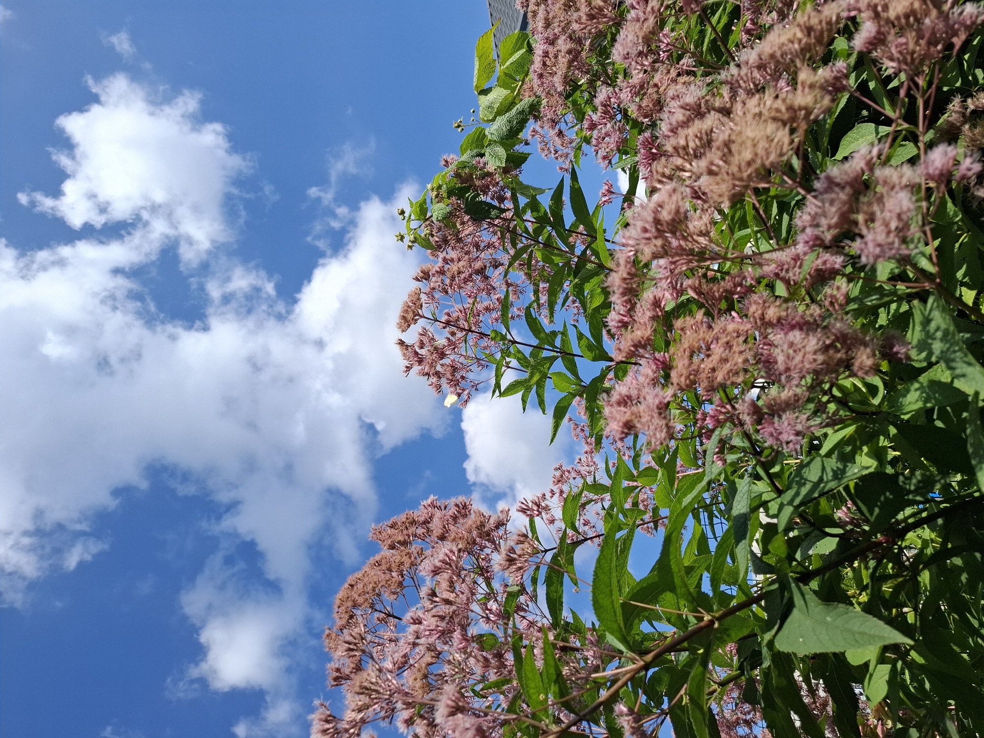 The image shows a close-up view of pink wildflowers with green leaves against a bright blue sky with fluffy white clouds. The flowers appear to be blooming in abundance, with many small pink blossoms clustered together. The leaves are large and serrated, and the stems are thin and reddish-brown. The sky is a vibrant blue, with several white clouds scattered across it. The scene is brightly lit by sunlight, casting shadows on the leaves and flowers. The overall impression is one of a vibrant and lush natural setting. The image does not contain any people or specific identifiable landmarks, making it impossible to determine a precise location within the city of Tyumen, Russia. However, the presence of wildflowers suggests an outdoor environment, possibly a park, garden, or a natural area within or on the outskirts of the city.