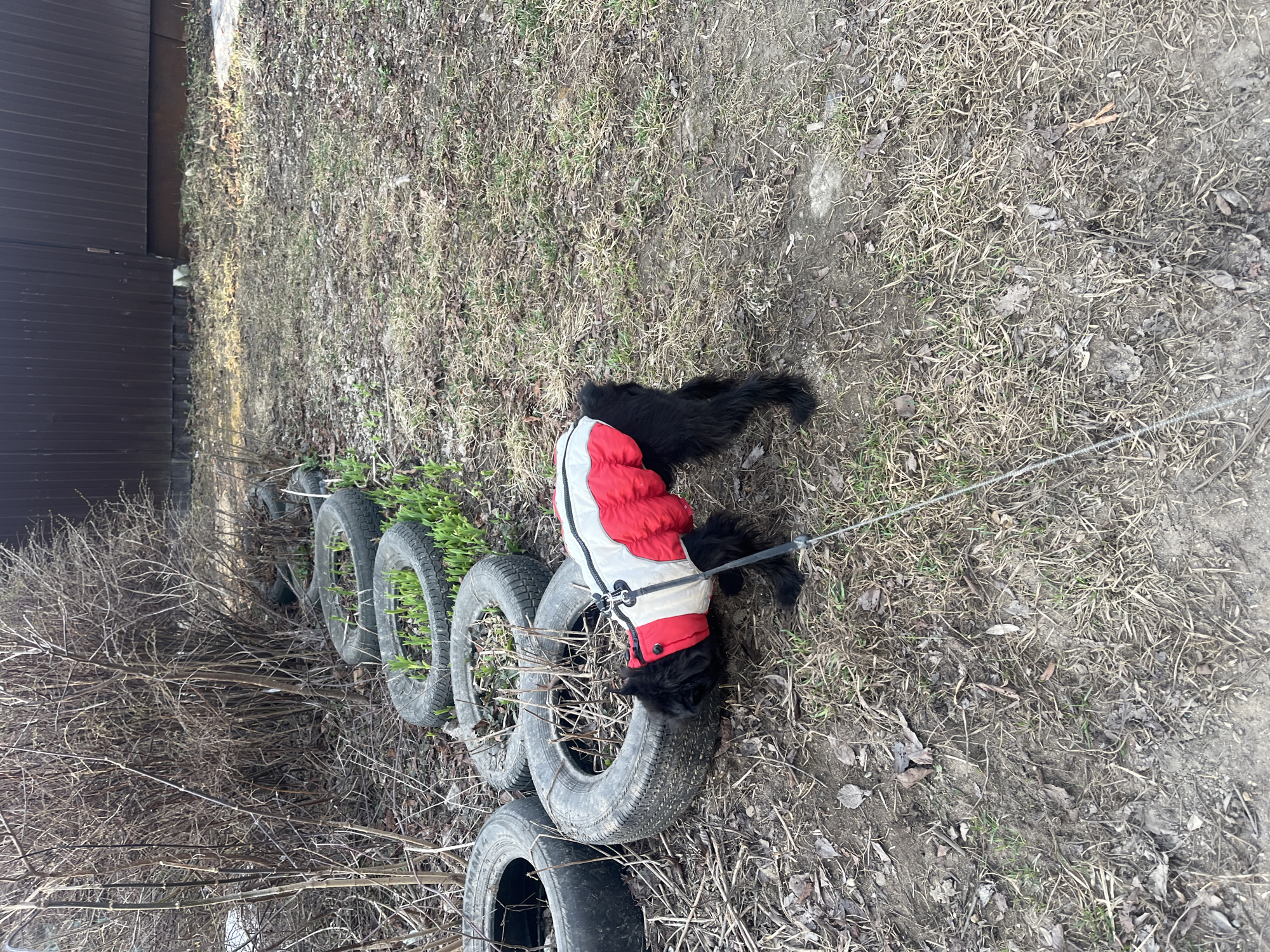 A medium shot depicts a black dog wearing a red and white jacket, leash attached, positioned near a row of old tires in what appears to be an outdoor area. The dog's head is partially obscured by one of the tires. The ground is covered with patchy grass, dead leaves, and dirt. Behind the tires are some sprouting plants and a dark brown wall that may be a building or fence. The setting suggests an undeveloped or semi-urban location. There is no explicit indication of Podolsk, Russia in the image.