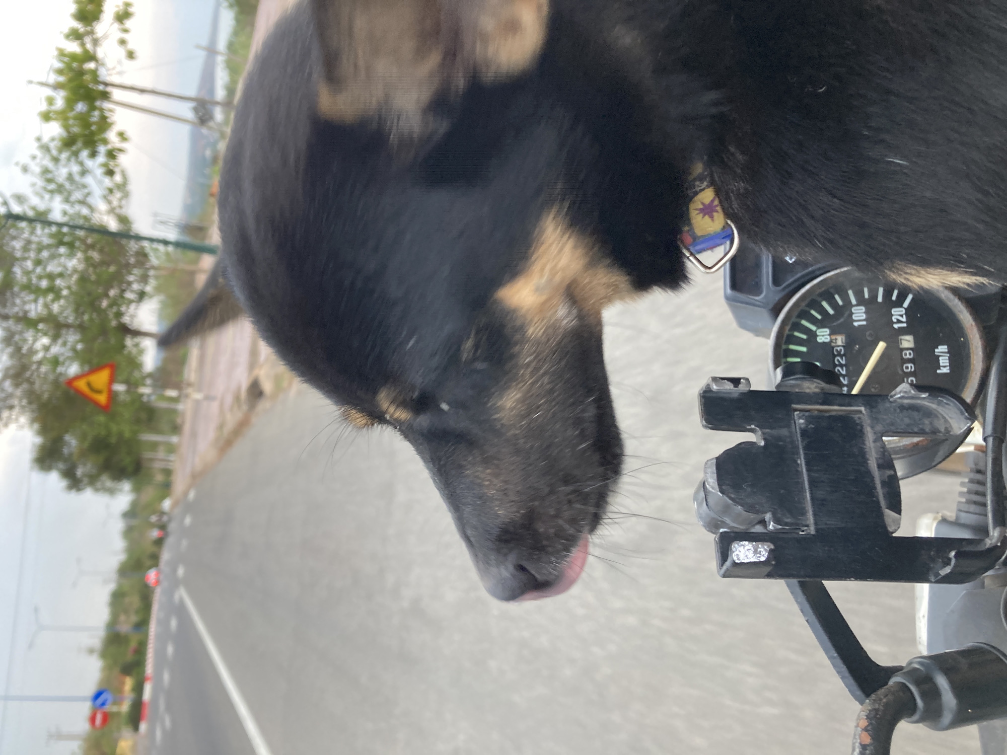 A dog with black and tan fur sits on a motorcycle, its tongue slightly protruding. The motorcycle's speedometer reads 5987 km/h. A road with traffic signs and trees lines the left side of the image. The scene is likely in Phu Thuy Ward, Vietnam.