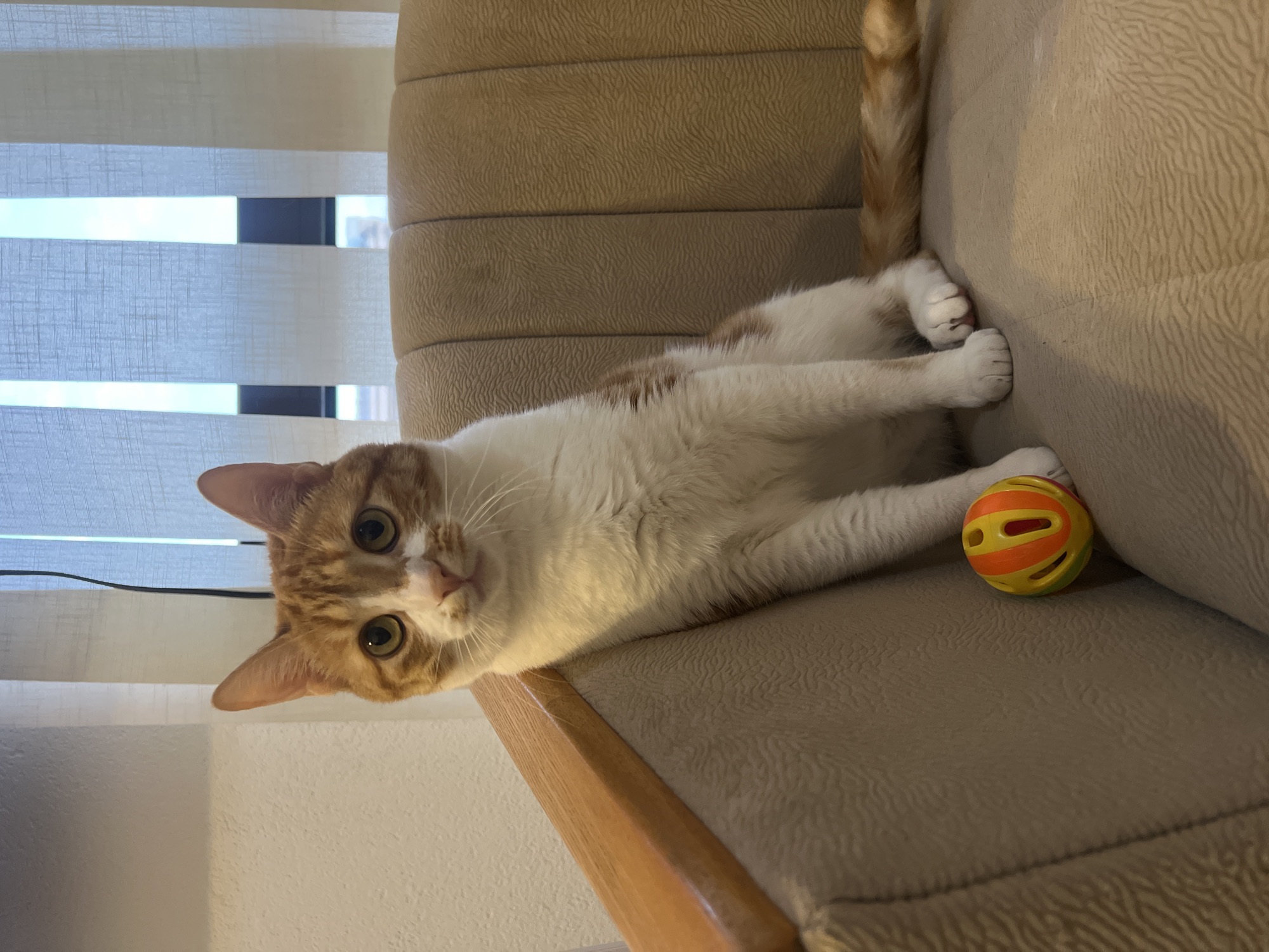 A medium shot shows an orange and white domestic shorthair cat lying on a beige upholstered chair. The cat has green eyes and is looking at the camera. A multicolored plastic ball toy rests beside the cat. Behind the chair, vertical blinds are visible. The specific location in the city of Bar, Montenegro, cannot be determined from the image.
