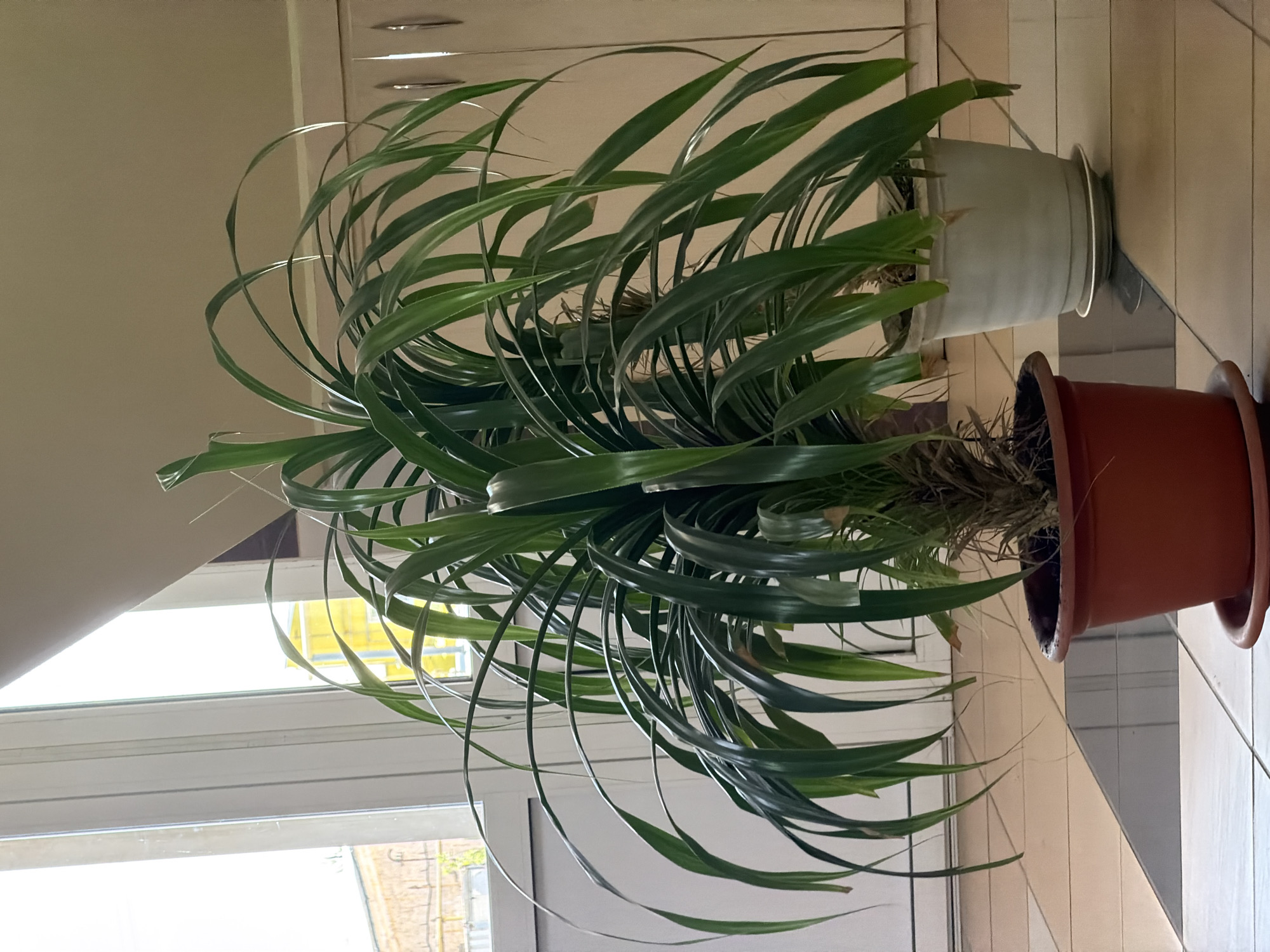 The image depicts two pony tail palm plants in separate pots indoors. One plant is in a terracotta-colored pot, while the other is in a light gray or white pot. The plants have long, green, cascading leaves. They are situated on a tiled surface, presumably a countertop or windowsill, near a window. The view outside the window shows a blurred urban scene with buildings and vegetation, indicating the location in a city, possibly Chaikovsky, Russia. Overhead cabinets are visible in the background. No people are visible in the frame. The main focus is on the plants and their placement within the interior setting.
