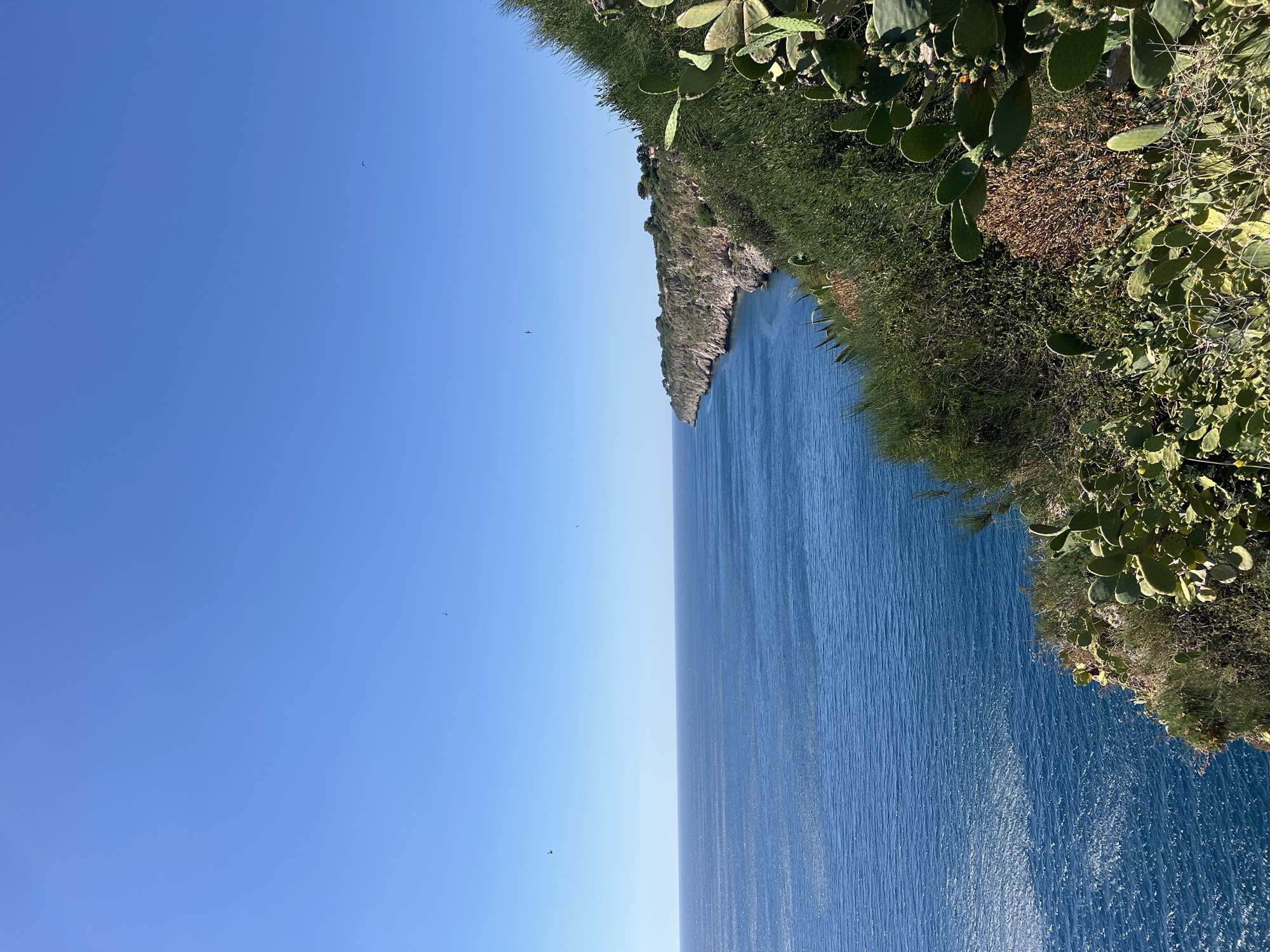 This is a vertical, eye-level, outdoor photograph of a coastline in Terrasini, Italy. The scene is dominated by a vast expanse of clear blue sky on the left, transitioning into a deep blue sea on the right. The sea stretches to the horizon, with gentle ripples creating a textured surface.
Along the right edge of the frame, a rugged cliff face covered in lush green vegetation rises steeply from the water. Prickly pear cactus plants with their distinctive paddle-shaped pads are prominent among the greenery, indicating a sunny, Mediterranean climate. The vegetation appears dense and healthy, clinging to the rocky terrain.
Several small birds are visible in the sky, appearing as dark specks against the bright blue. The time of day appears to be morning or early afternoon, given the bright sunlight and clear sky. There is no visible text in the image. The overall mood of the photograph is one of natural beauty and tranquility.