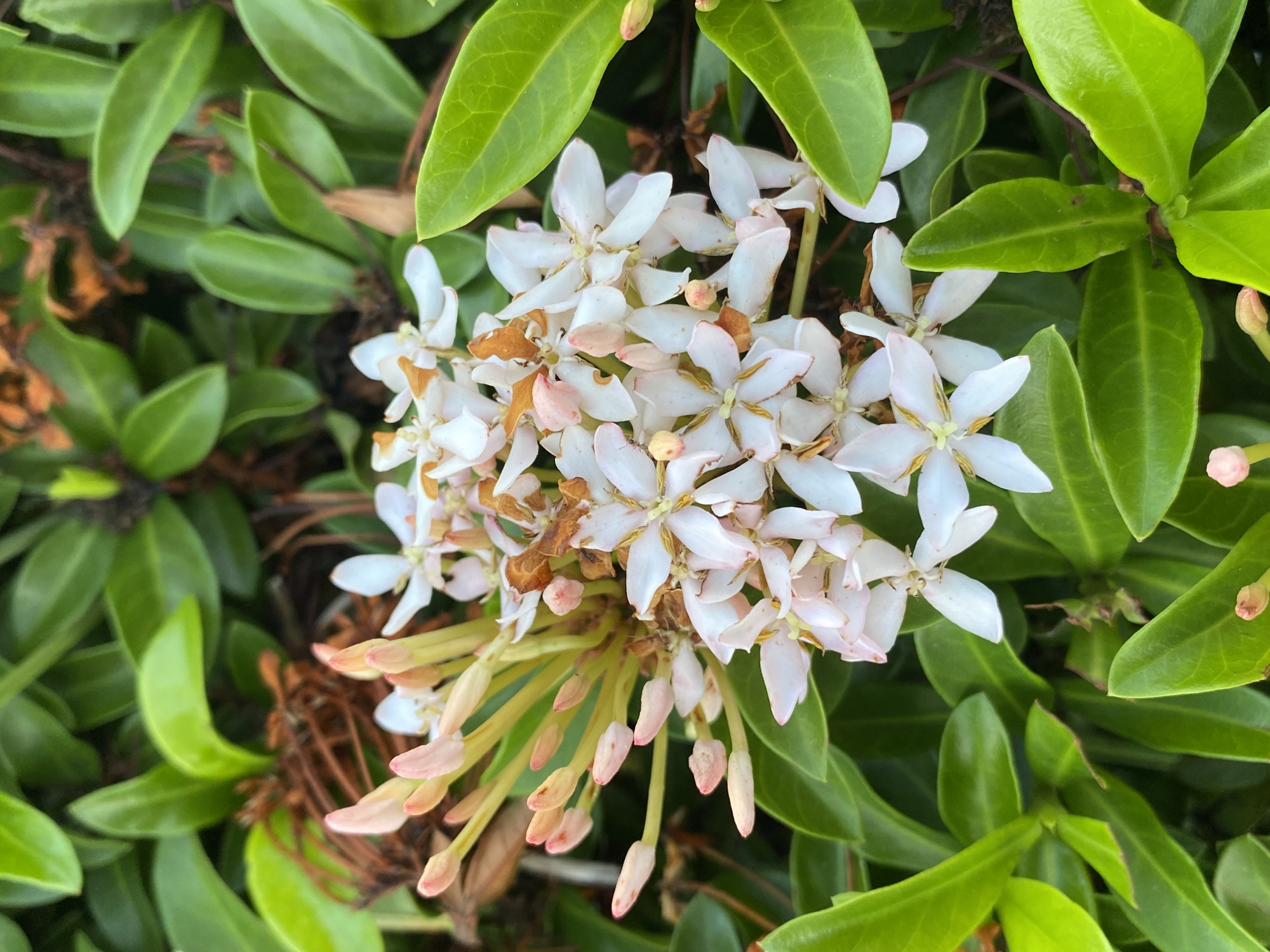 The image shows a cluster of pale pink and white Ixora flowers with green leaves. Some of the flowers are budding, while others are in full bloom. The flowers are located in Davao City, Philippines. The scene is a close-up shot of the flowers and surrounding foliage. There are no people or animals in the image. The environment is natural, with lush green leaves and a few dried brown leaves visible. The lighting suggests it is daytime.