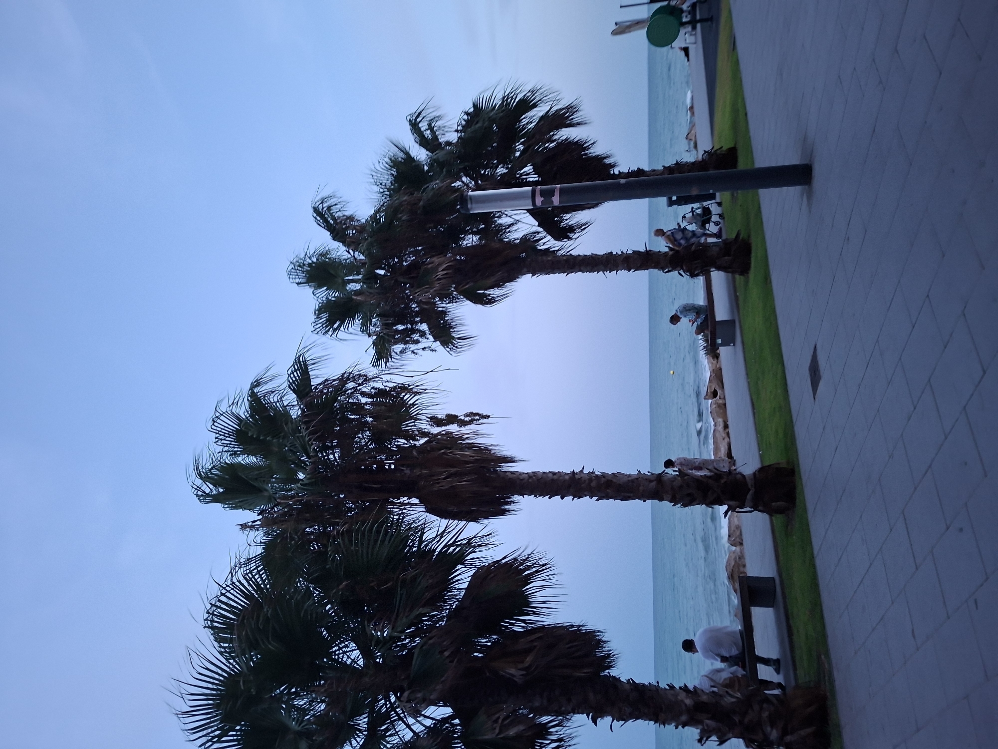 The image shows a view of the promenade in Torrevieja, Spain, with the Mediterranean Sea in the background. Several palm trees are prominent in the foreground, framing the scene. In the mid-ground, people are visible sitting on benches and walking along the paved promenade. The sea is calm with small waves breaking on the shore. A stone wall separates the promenade from the beach. The sky is a pale blue, indicating it is either early morning or late evening. The overall impression is of a peaceful seaside setting.
