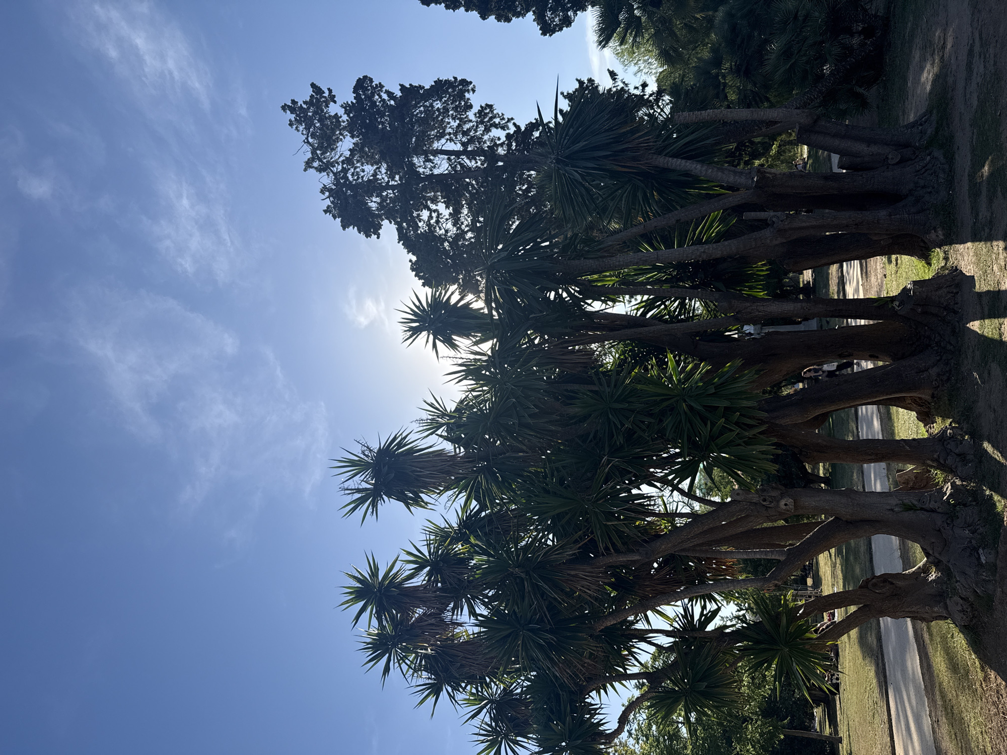This image depicts a cluster of yucca trees with their distinctive spiky fronds silhouetted against a bright blue sky with sparse, wispy clouds. The sun is partially obscured by the dense foliage, creating a lens flare effect and casting long shadows on the grassy ground below. To the right, a tall, dark evergreen tree stands out against the sky. In the background, a paved pathway winds through a park-like setting with more trees and glimpses of people in the distance. The scene appears to be a sunny day in a public park. This location is Parc de la Ciutadella in Barcelona, Spain.