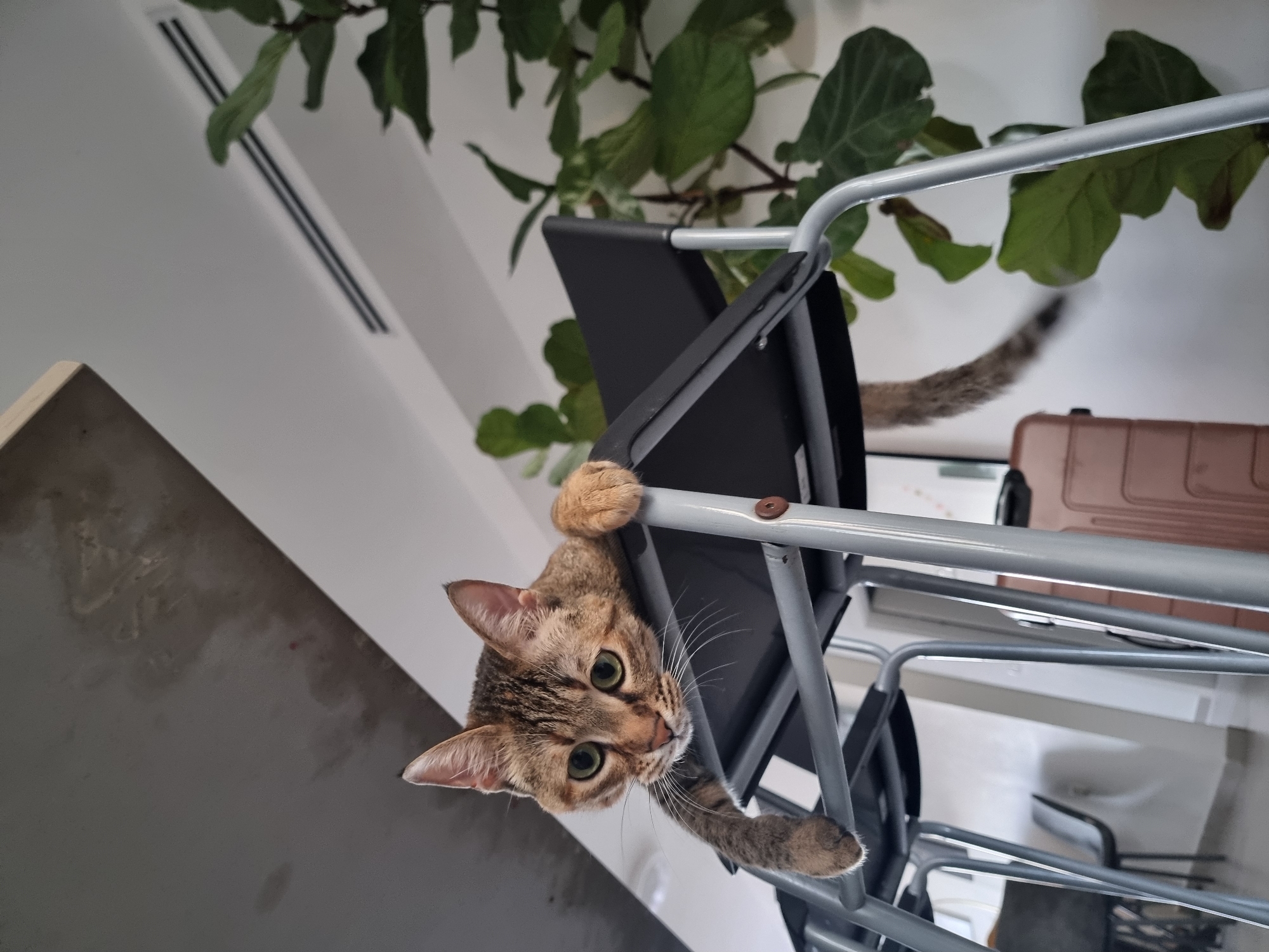 A tabby cat is hanging upside down from a folding chair. The chair is silver with a black seat. Part of the cat's tail can be seen extending beyond the chair. A green plant is visible above and behind the chair. A cabinet is to the left of the chair. The location is in Ramat Gan, Israel.