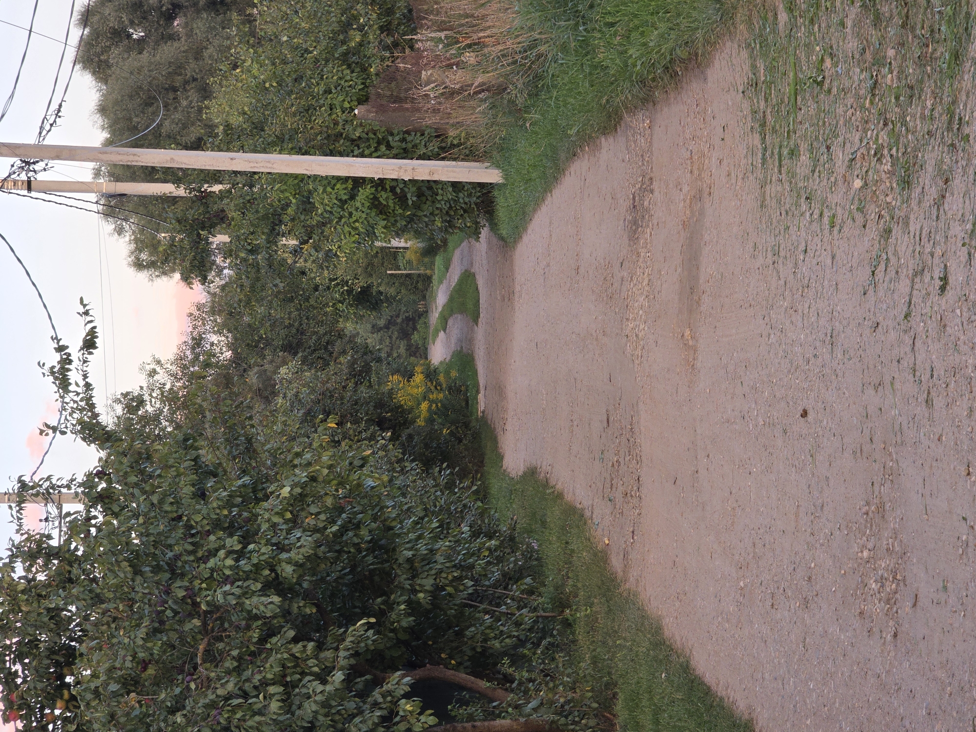 The image depicts a dirt road winding through a rural area with lush green trees and vegetation on both sides. In the foreground, the road is wide and appears to be made of gravel and dirt, showing signs of wear and tear with small stones and patches of unevenness. To the left of the road, a dense line of leafy trees forms a natural boundary, with some branches extending over the road. To the right, the vegetation is a mix of grass, tall dry stalks, and some leafy bushes. Power lines with wooden poles run along the right side of the road, stretching into the distance. The sky above is a soft pastel hue, indicating either dawn or dusk. The overall scene is tranquil and suggests a quiet, possibly agricultural, setting. The location of Речицы, Russia is not visually discernible from the image itself.
