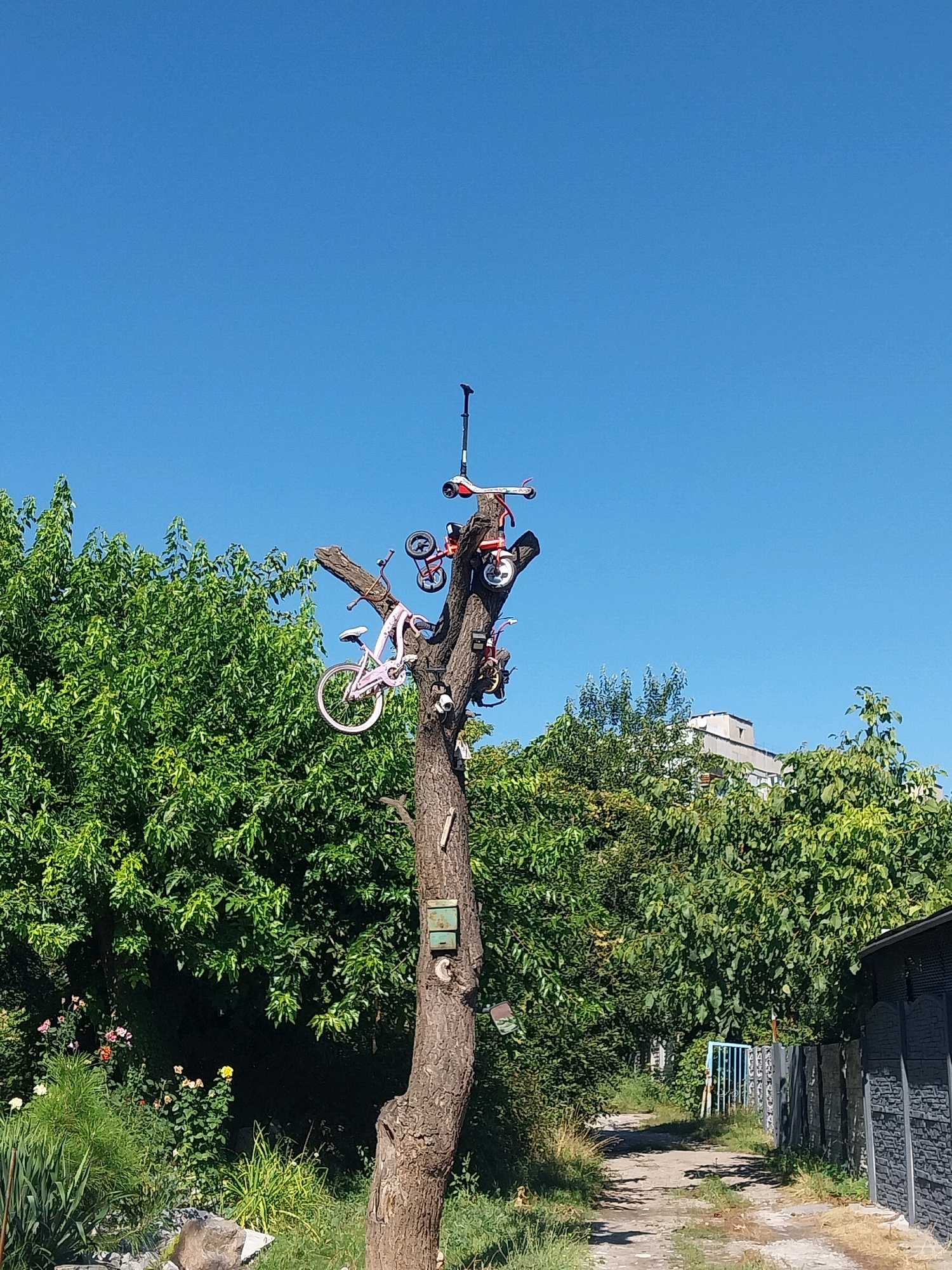 In Dnipro, Ukraine, a dead tree has been transformed into a peculiar art installation. Perched precariously on its branches are various children's toys, including a pink bicycle, a red scooter, and other wheeled contraptions. The tree stands amidst a lush, green garden, with a dirt path winding its way past a fence and a building in the background. The sky above is a clear, brilliant blue, suggesting a sunny day.